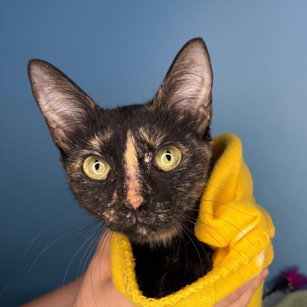 Sabine, a Adoptable Domestic Short Hair in San Antonio, TX image 4/6