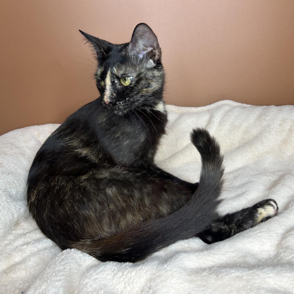 Sabine, a Adoptable Domestic Short Hair in San Antonio, TX image 5/6