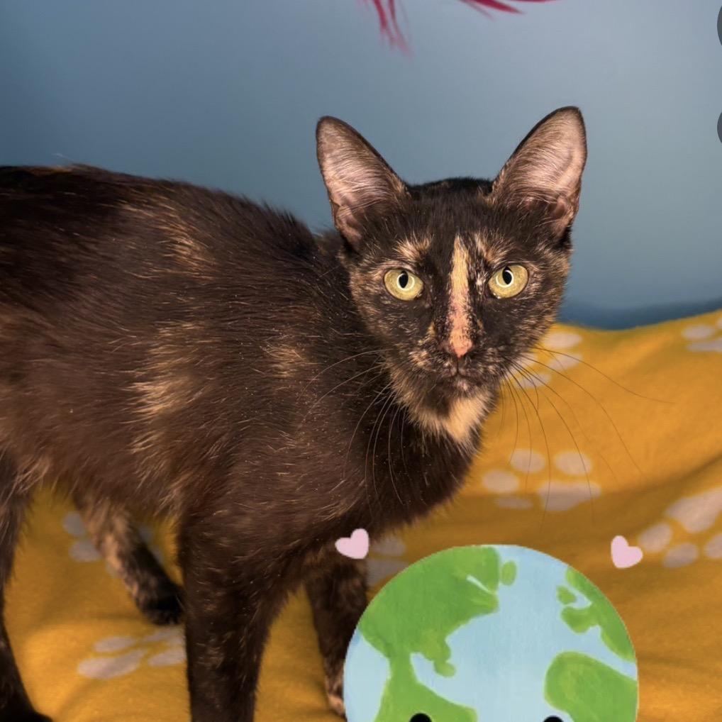 Sabine, a Adoptable Domestic Short Hair in San Antonio, TX image 6/6
