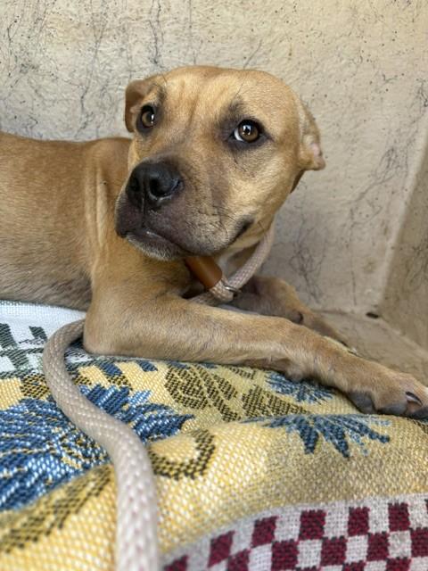 LUCY, Adoptable, Young Female Boxer & Mixed Breed.