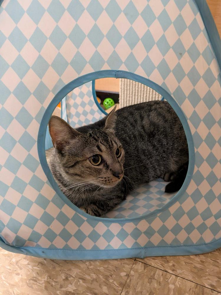 Athena, a Adoptable Domestic Short Hair in North Brunswick, NJ image 1/3