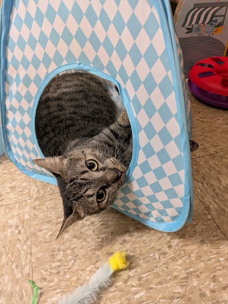 Athena, a Adoptable Domestic Short Hair in North Brunswick, NJ image 2/3
