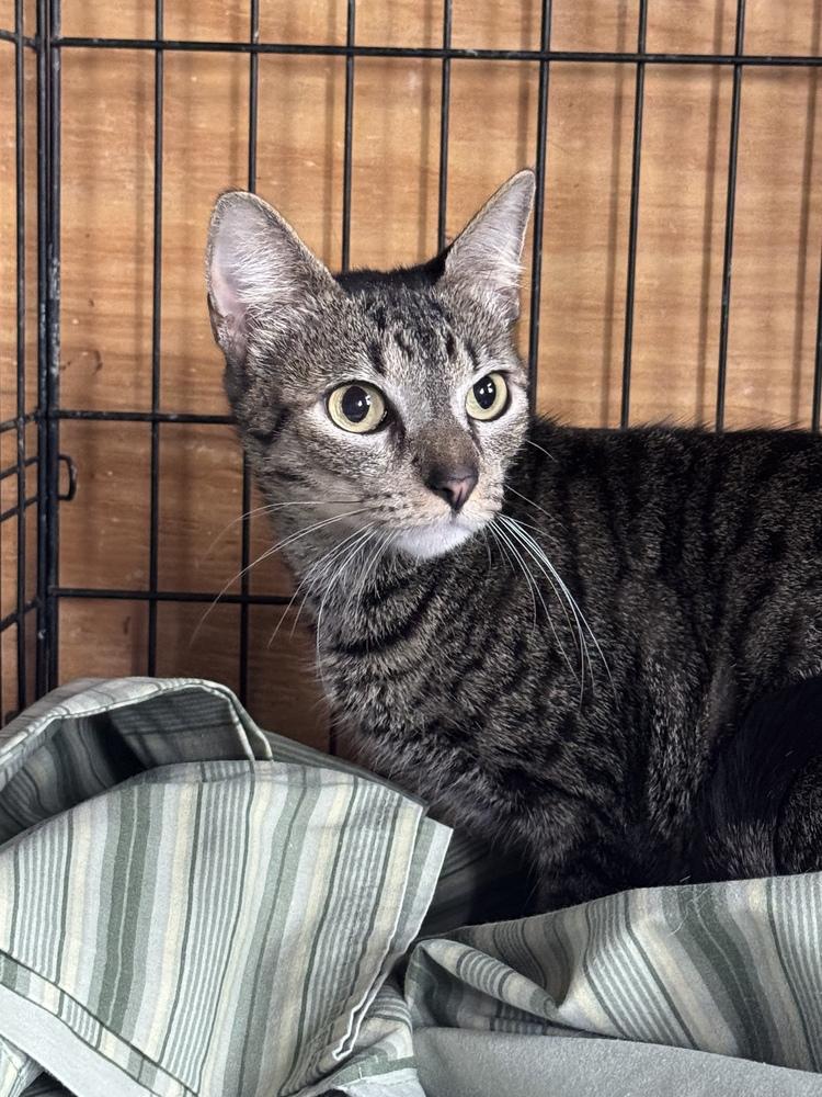 Athena, Adoptable, Young Female Domestic Short Hair.