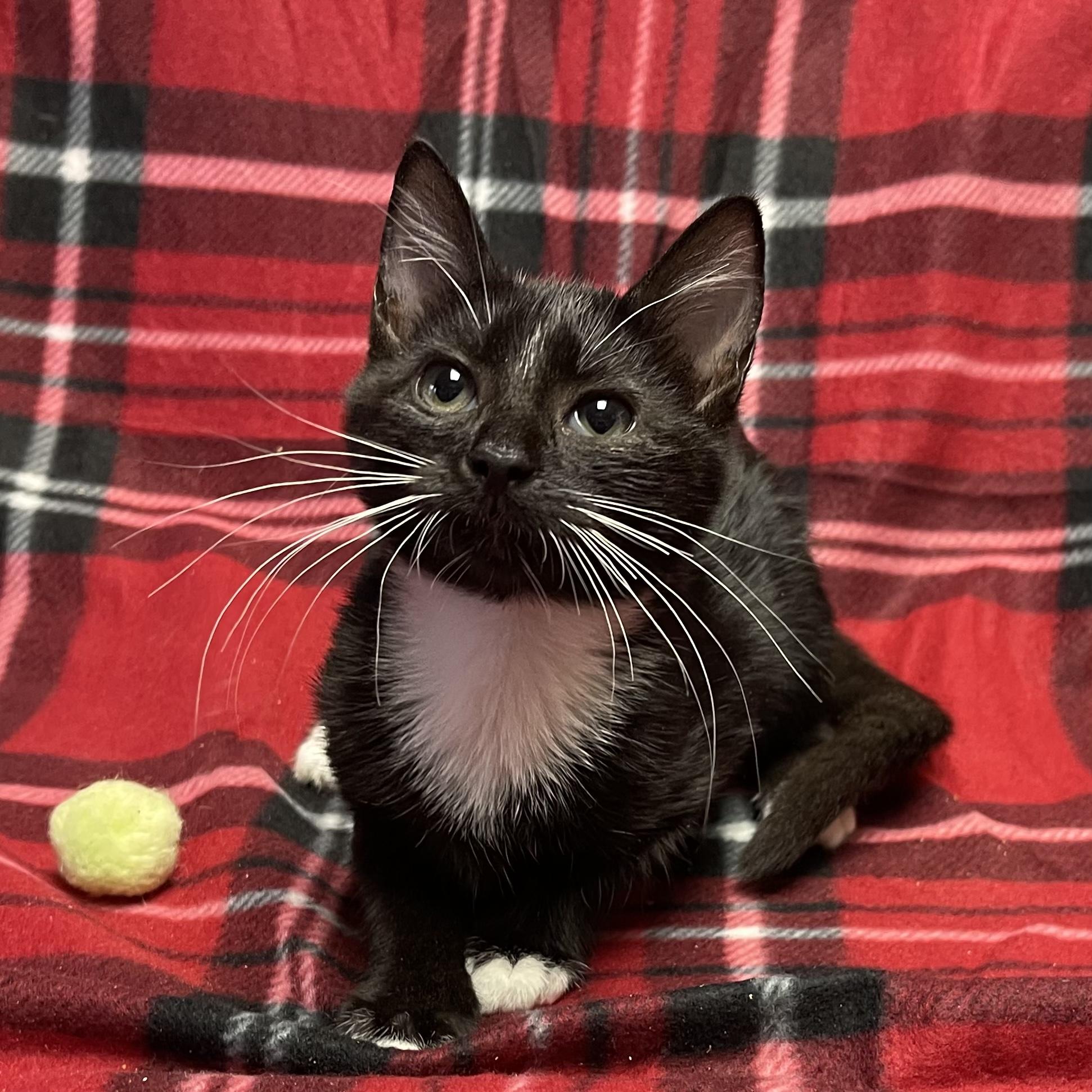 Fury 325, a Adoptable Tuxedo in Kannapolis, NC image 2/3