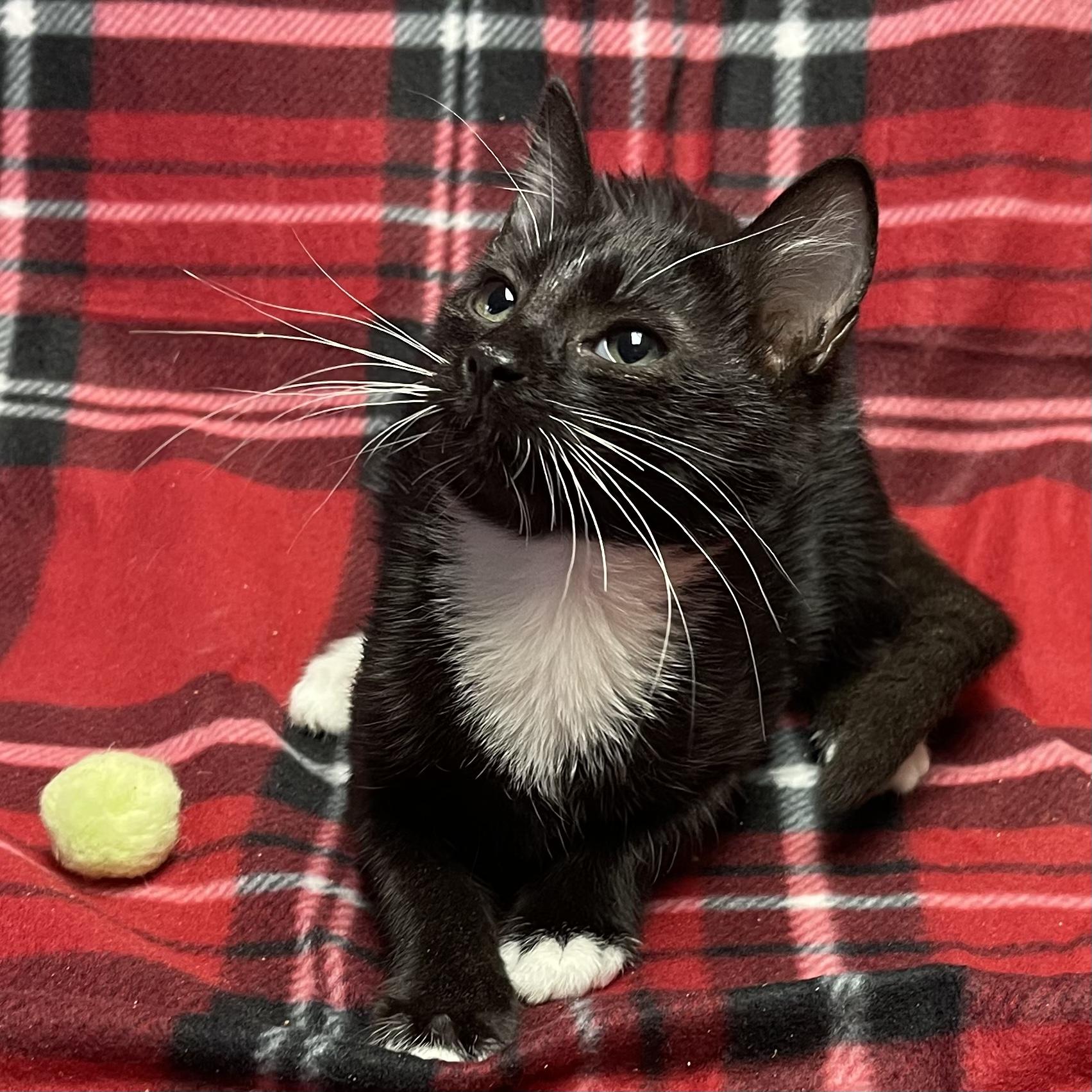 Fury 325, a Adoptable Tuxedo in Kannapolis, NC image 3/3