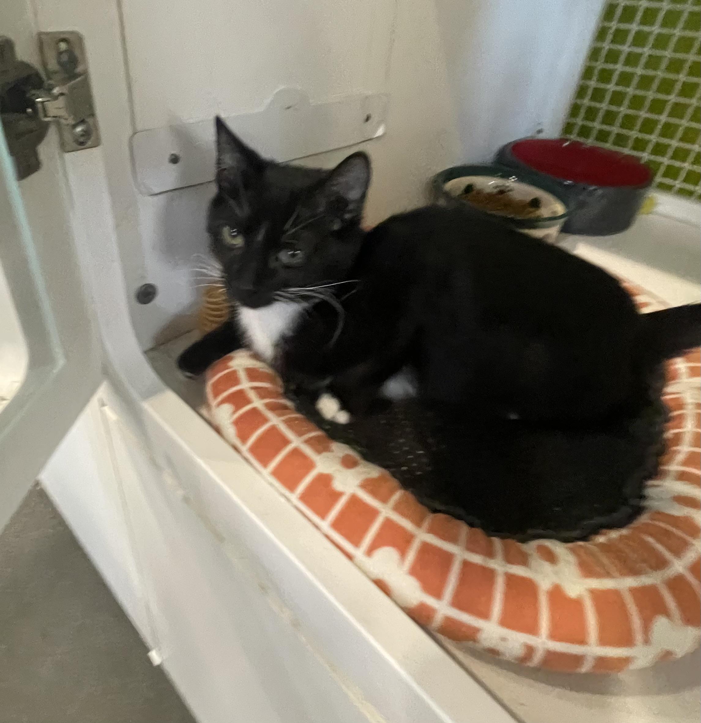 Enlarge Fury 325, a Adoptable Tuxedo in Kannapolis , NC image 4/5