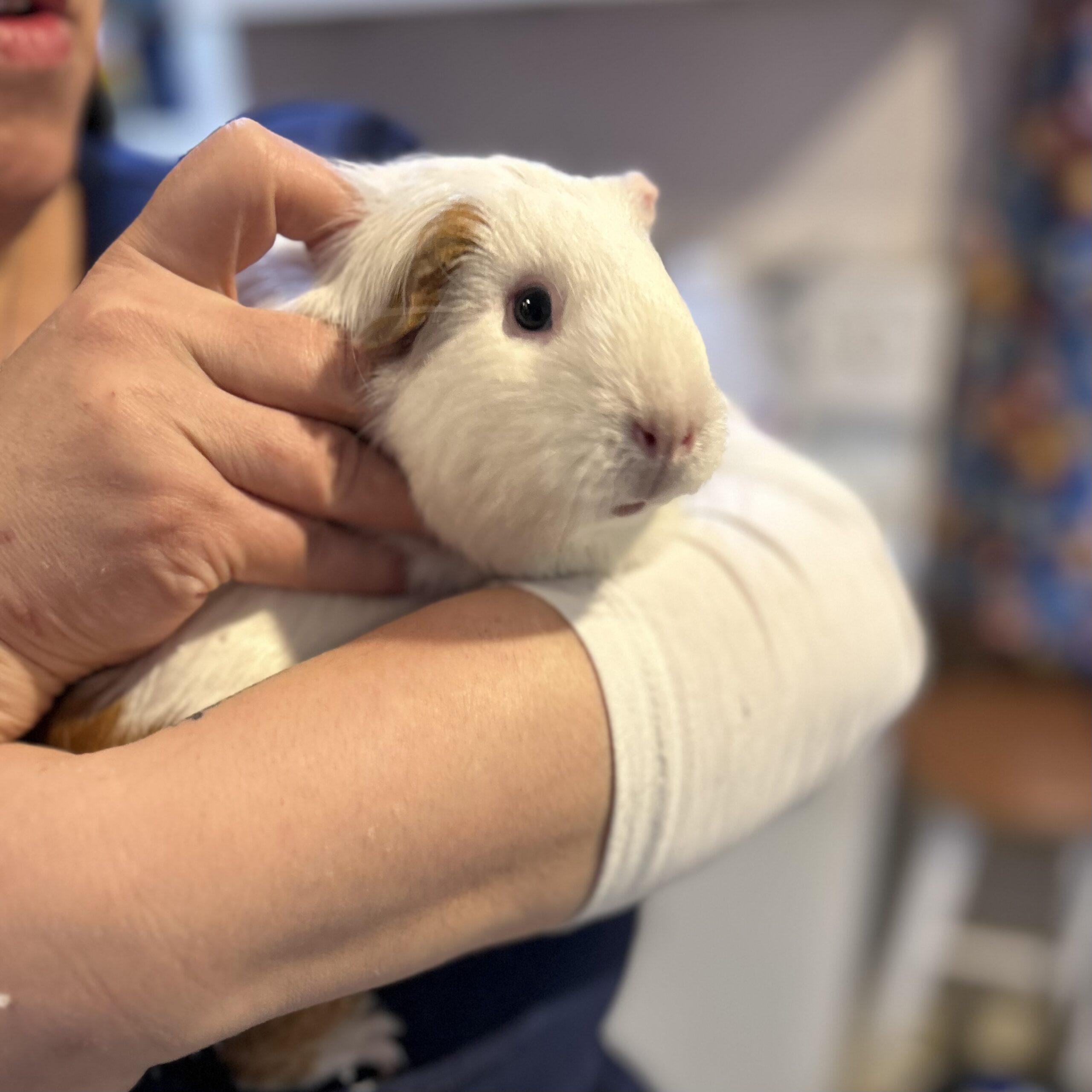 Enlarge Marshmallow , an adopted Guinea Pig in Norwalk, CT image 2/2