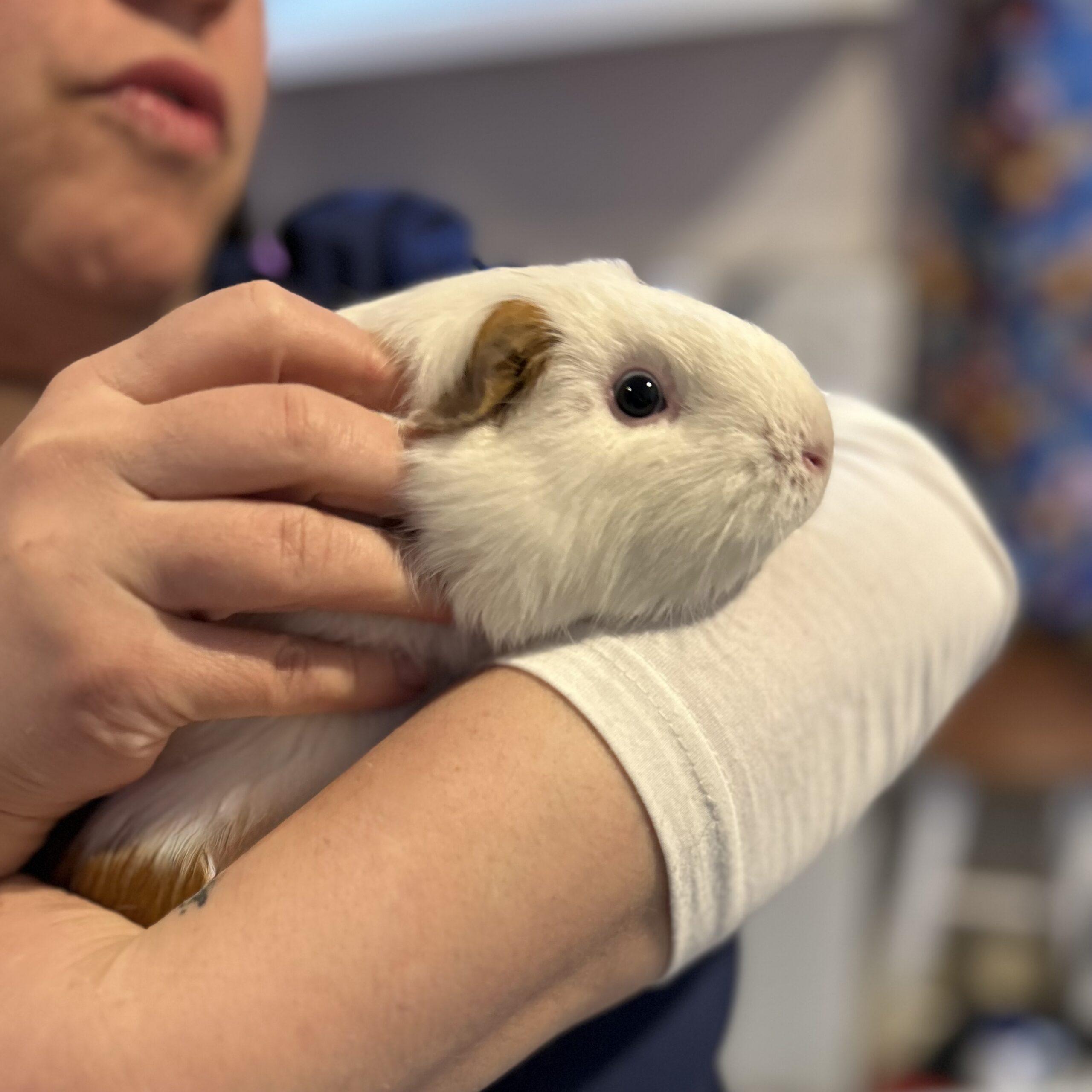 Marshmallow , adopted, Young Female Guinea Pig.