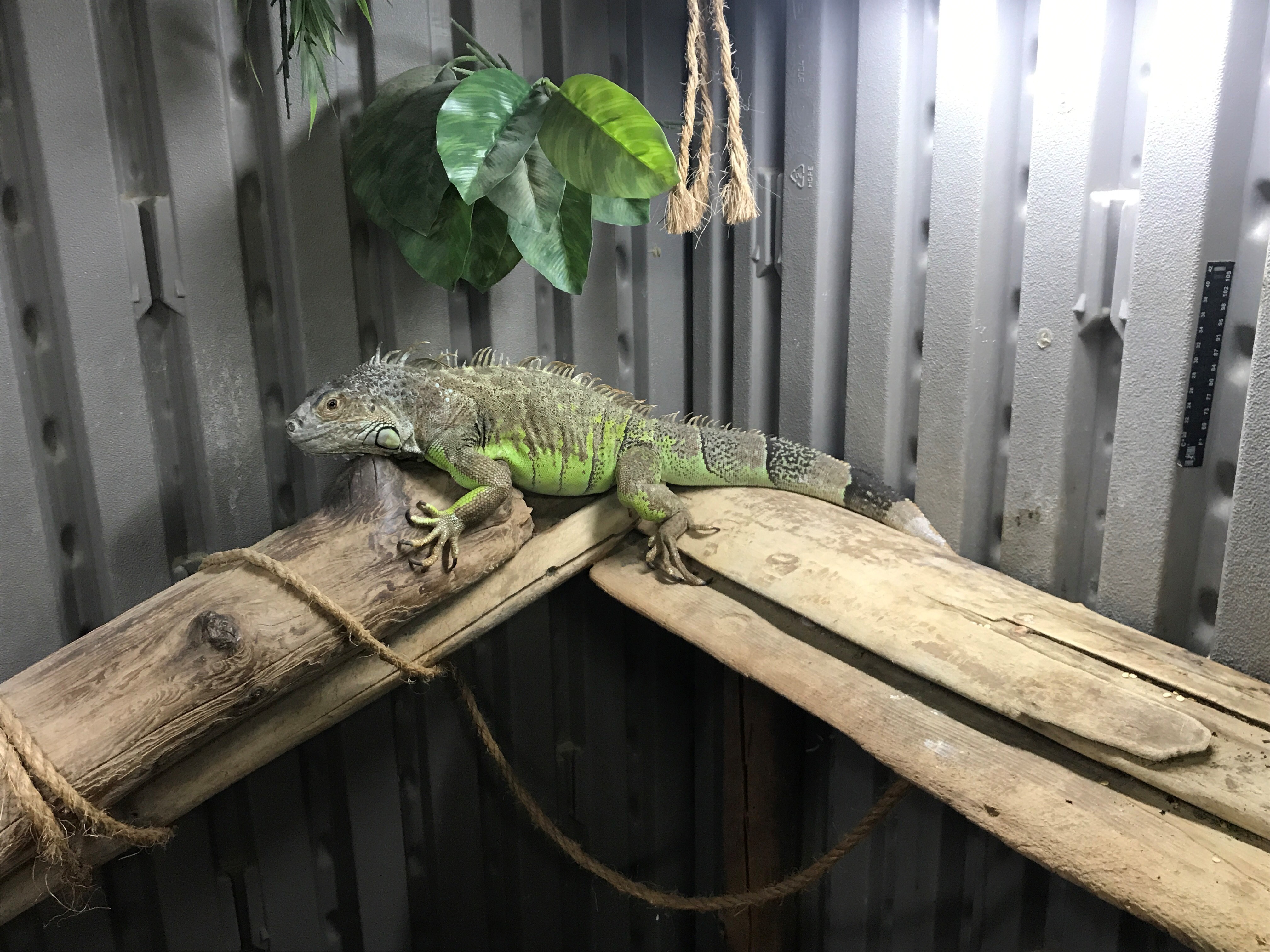 Gene, a Adoptable Iguana in Quilcene, WA image 1/2