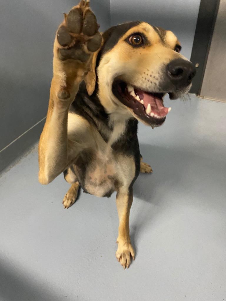 Dolly, Adoptable, Adult Female Mixed Breed.