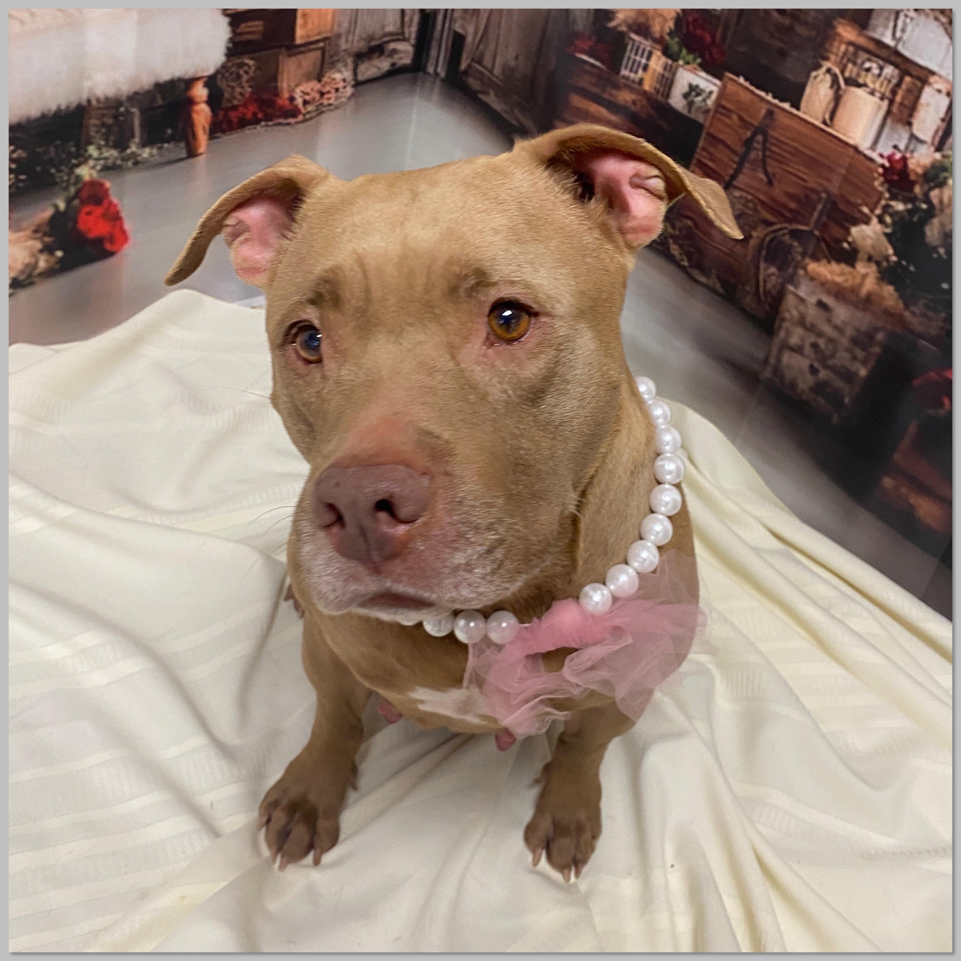 Enlarge Godiva, a Adoptable mixed breed in Elyria, OH image 5/5