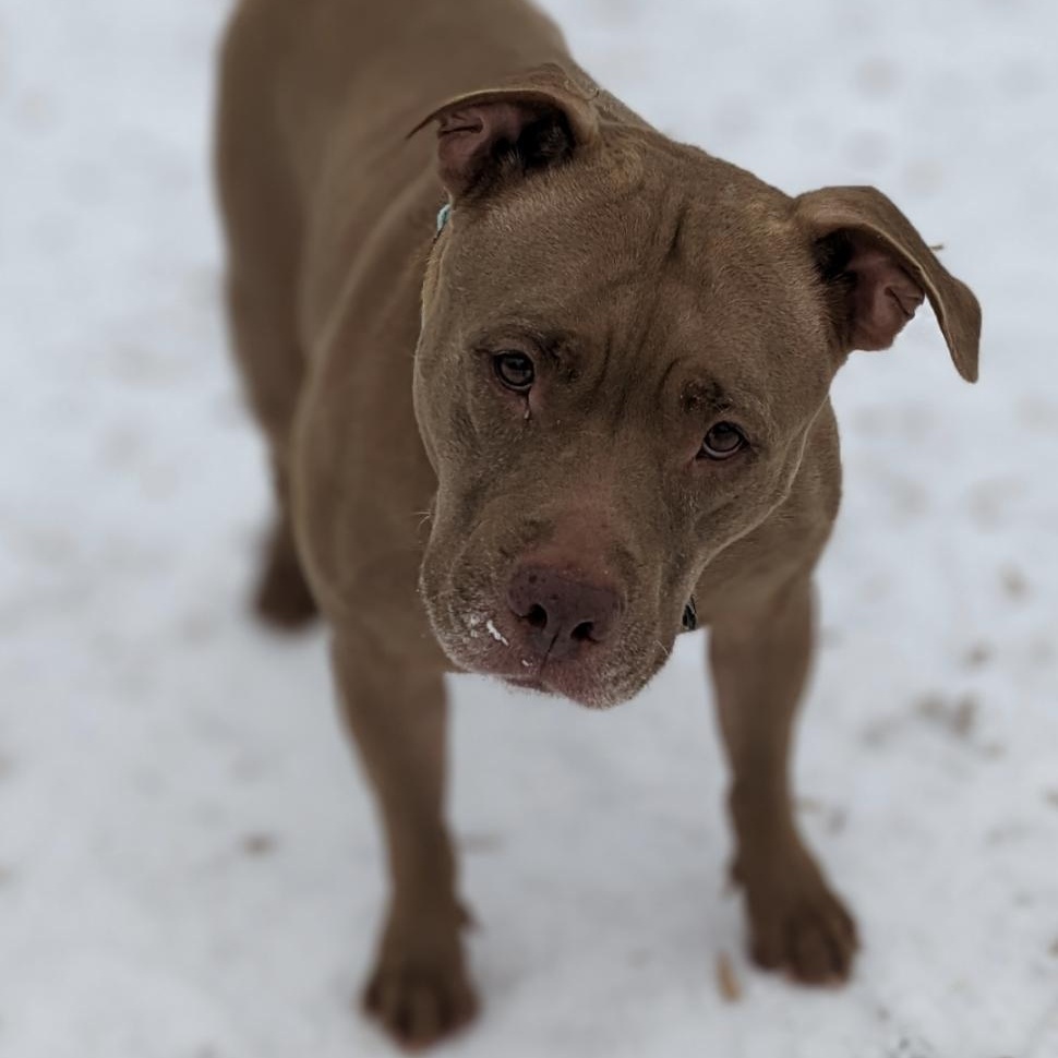 Enlarge Godiva, a Adoptable mixed breed in Elyria, OH image 2/5