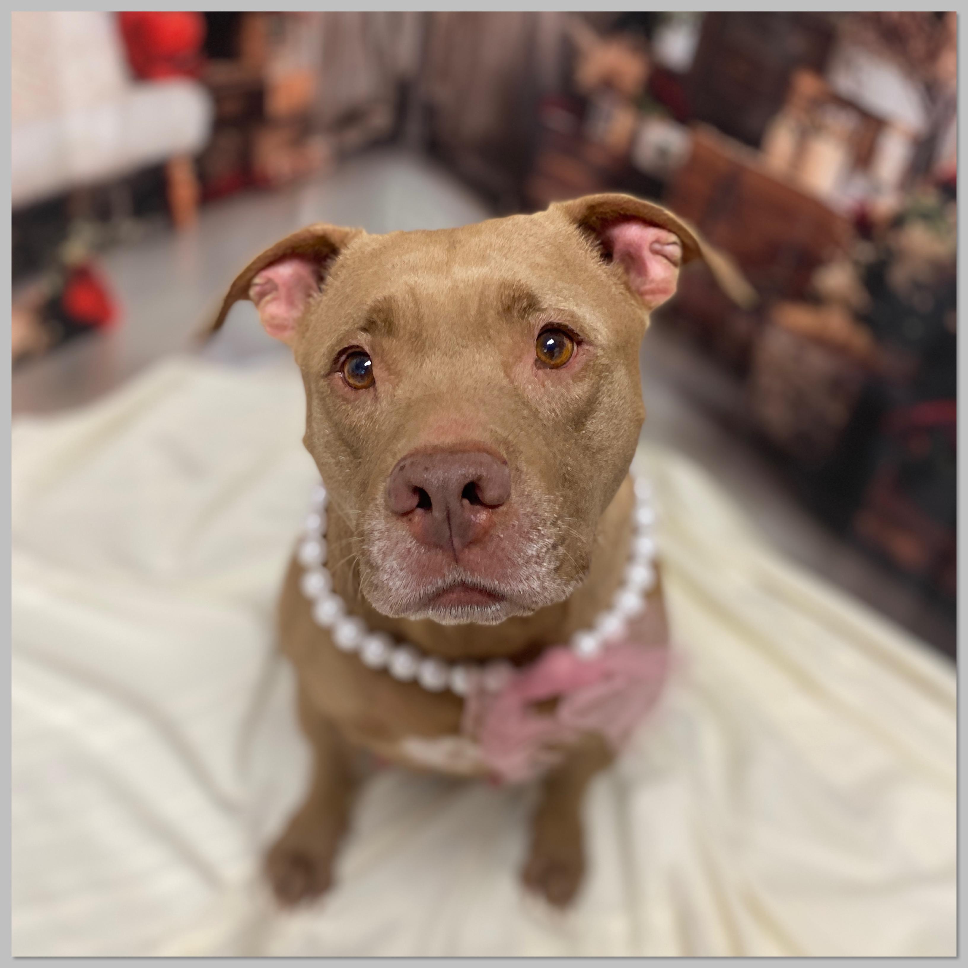 Godiva, Adoptable, Adult Female Terrier & Mixed Breed.