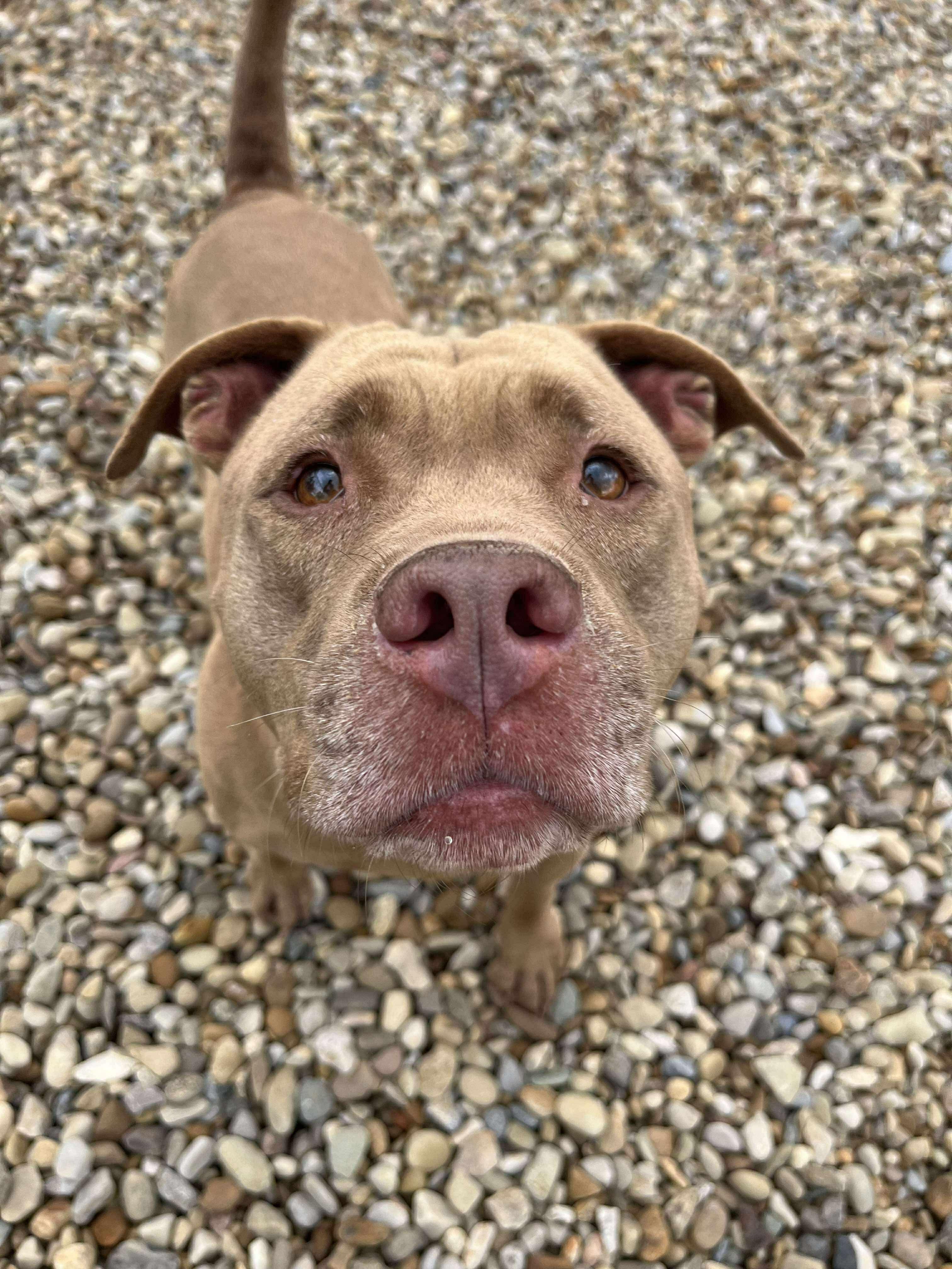 Enlarge Godiva, a Adoptable mixed breed in Elyria, OH image 3/5