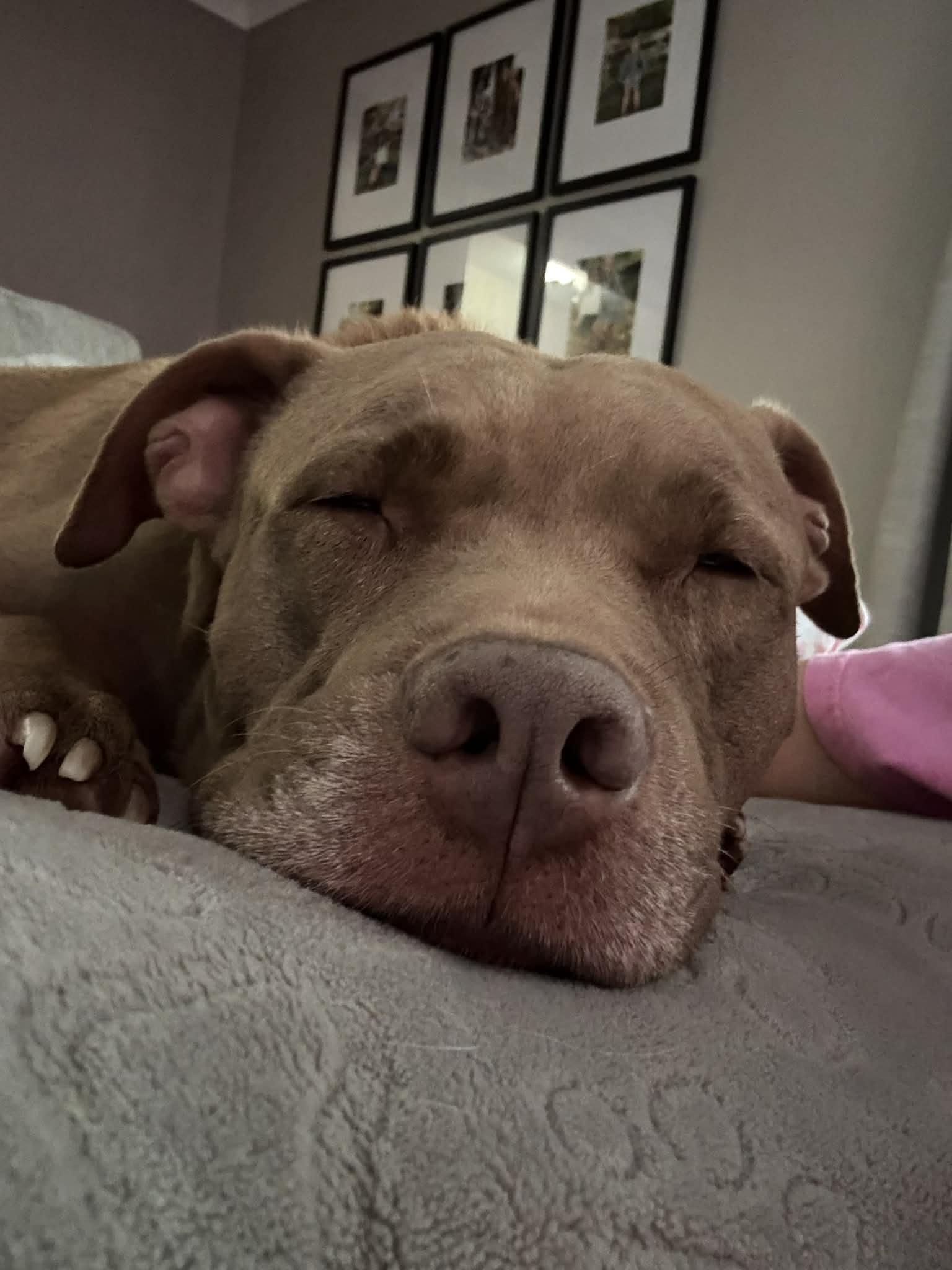 Enlarge Godiva Ask to Meet! In Foster!, an adopted mixed breed in Elyria, OH image 6/6