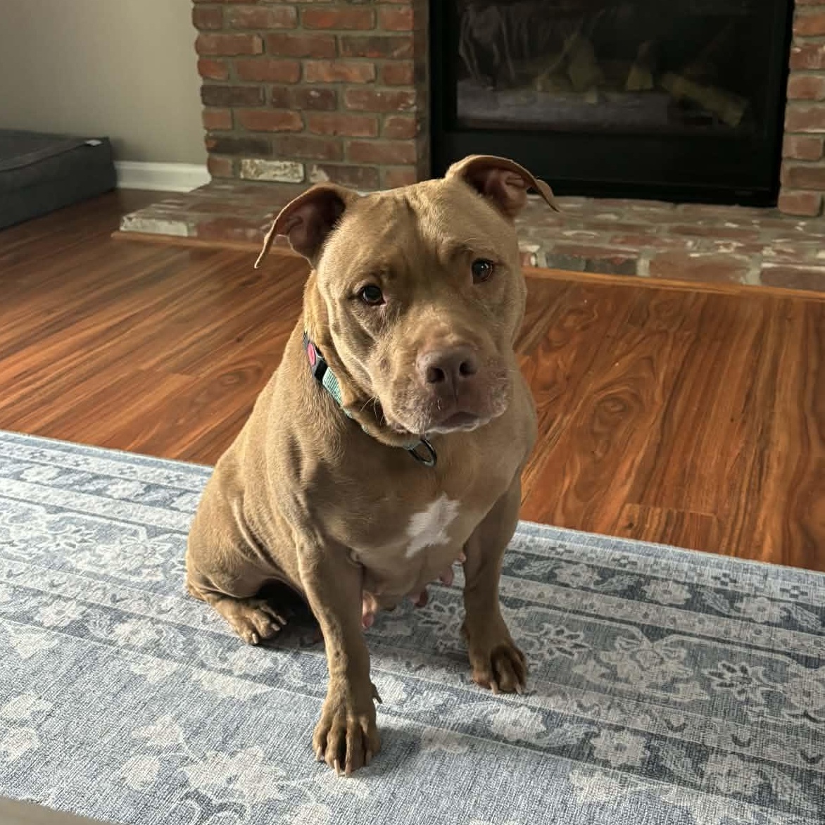 Enlarge Godiva Ask to Meet! In Foster!, an adopted mixed breed in Elyria, OH image 2/6