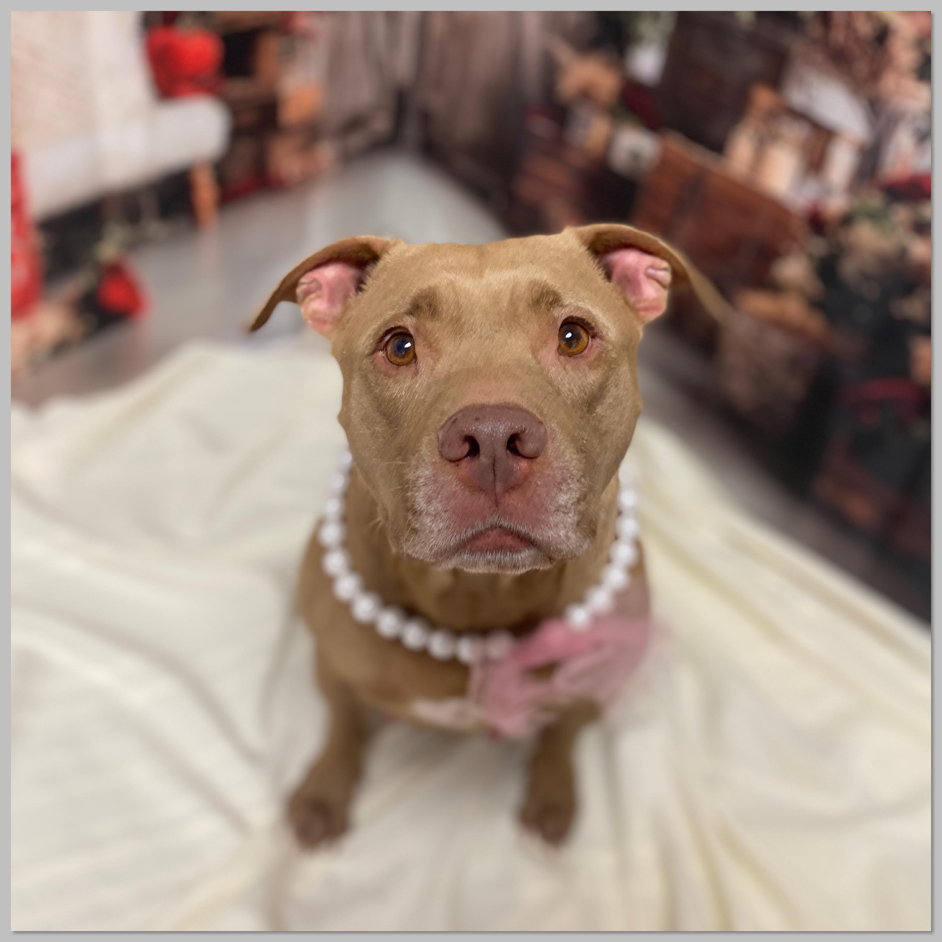 Enlarge Godiva, a Adoptable mixed breed in Elyria, OH image 4/5