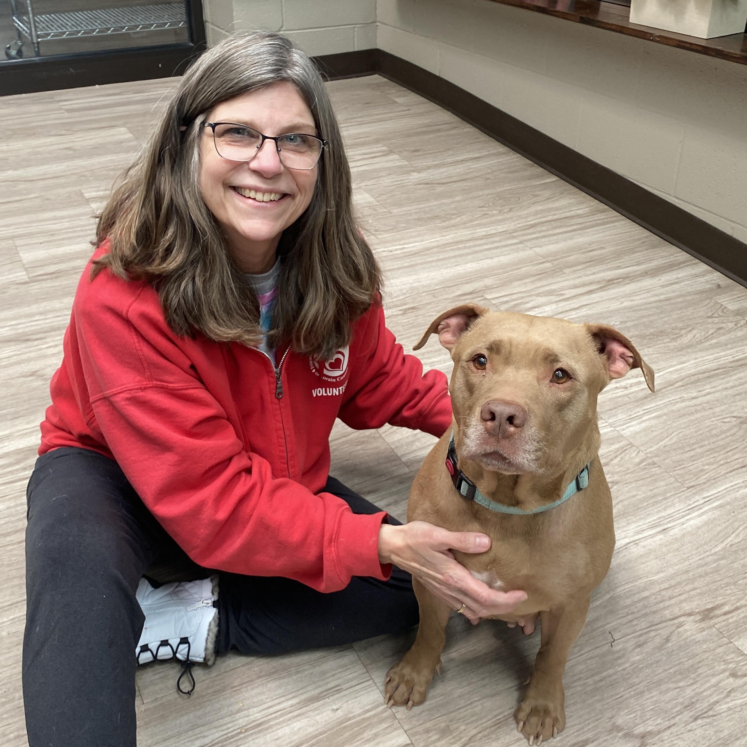 Enlarge Godiva Ask to Meet! In Foster!, an adopted mixed breed in Elyria, OH image 3/6