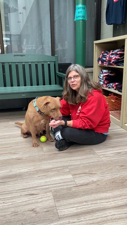 Enlarge Godiva Ask to Meet! In Foster!, an adopted mixed breed in Elyria, OH video 4/6