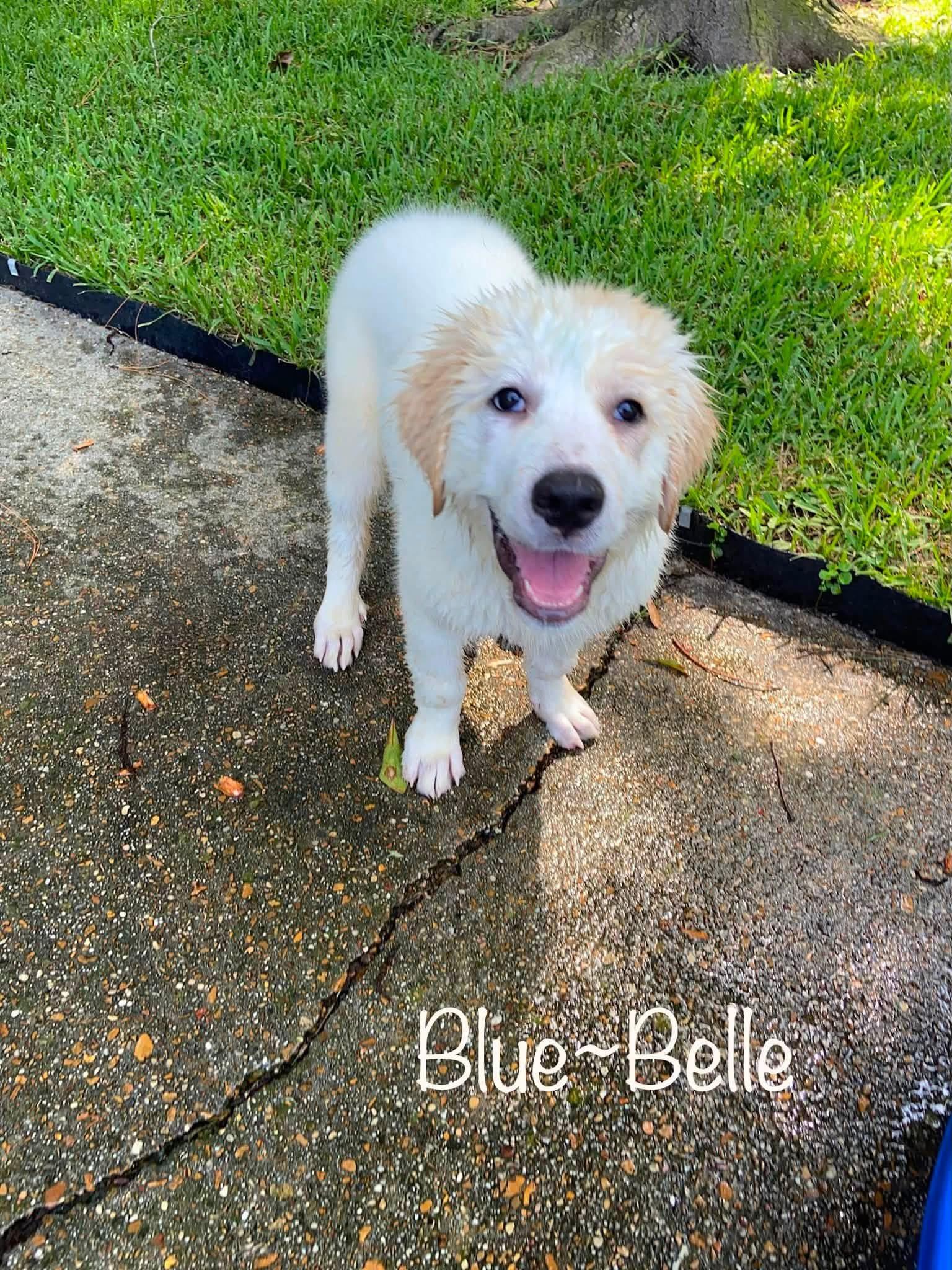 Enlarge Blue-Bell, an adoptable mixed breed in Elkton, MD image 4/4