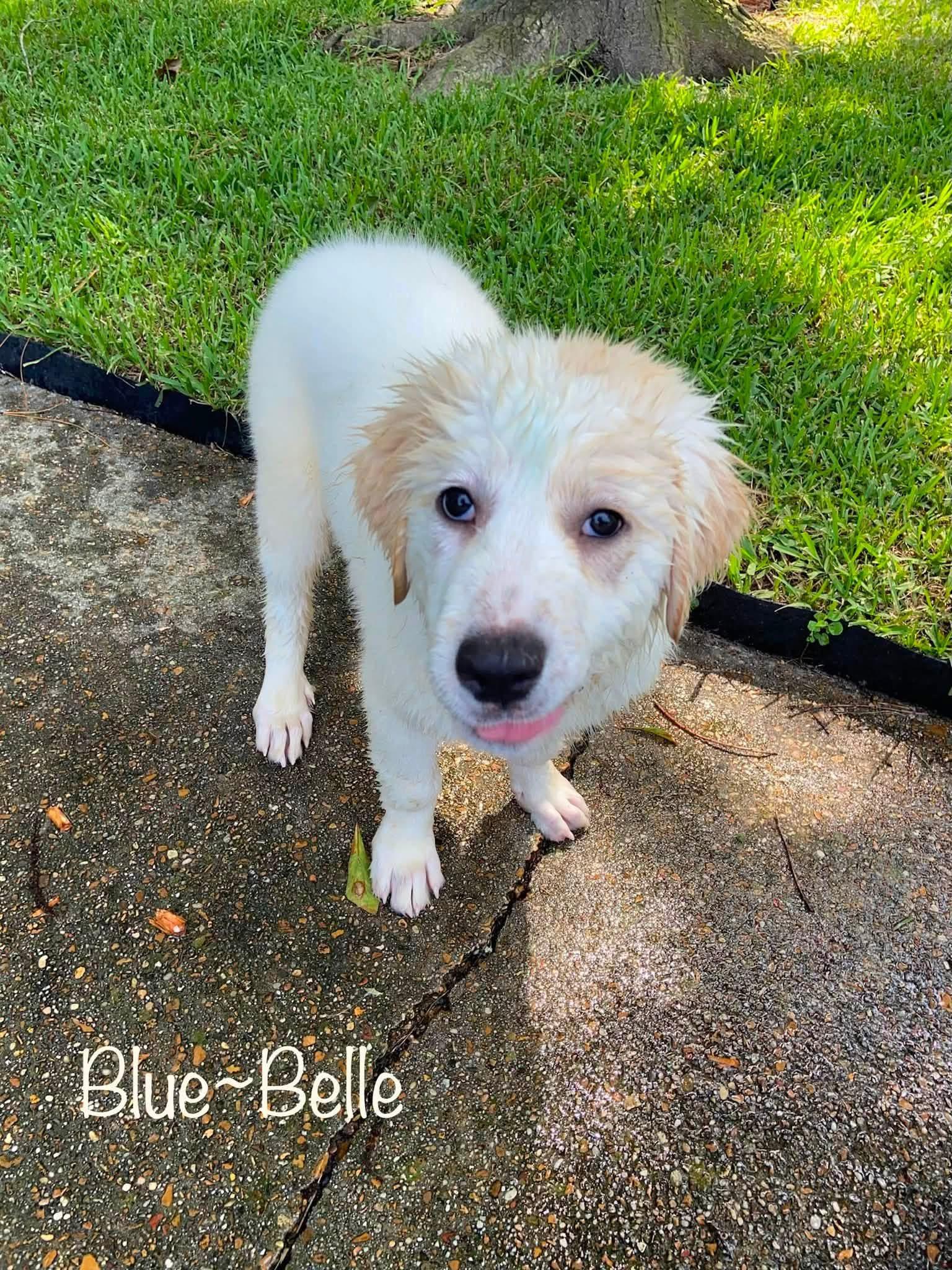 Blue-Bell, adoptable, Puppy Female Great Pyrenees.