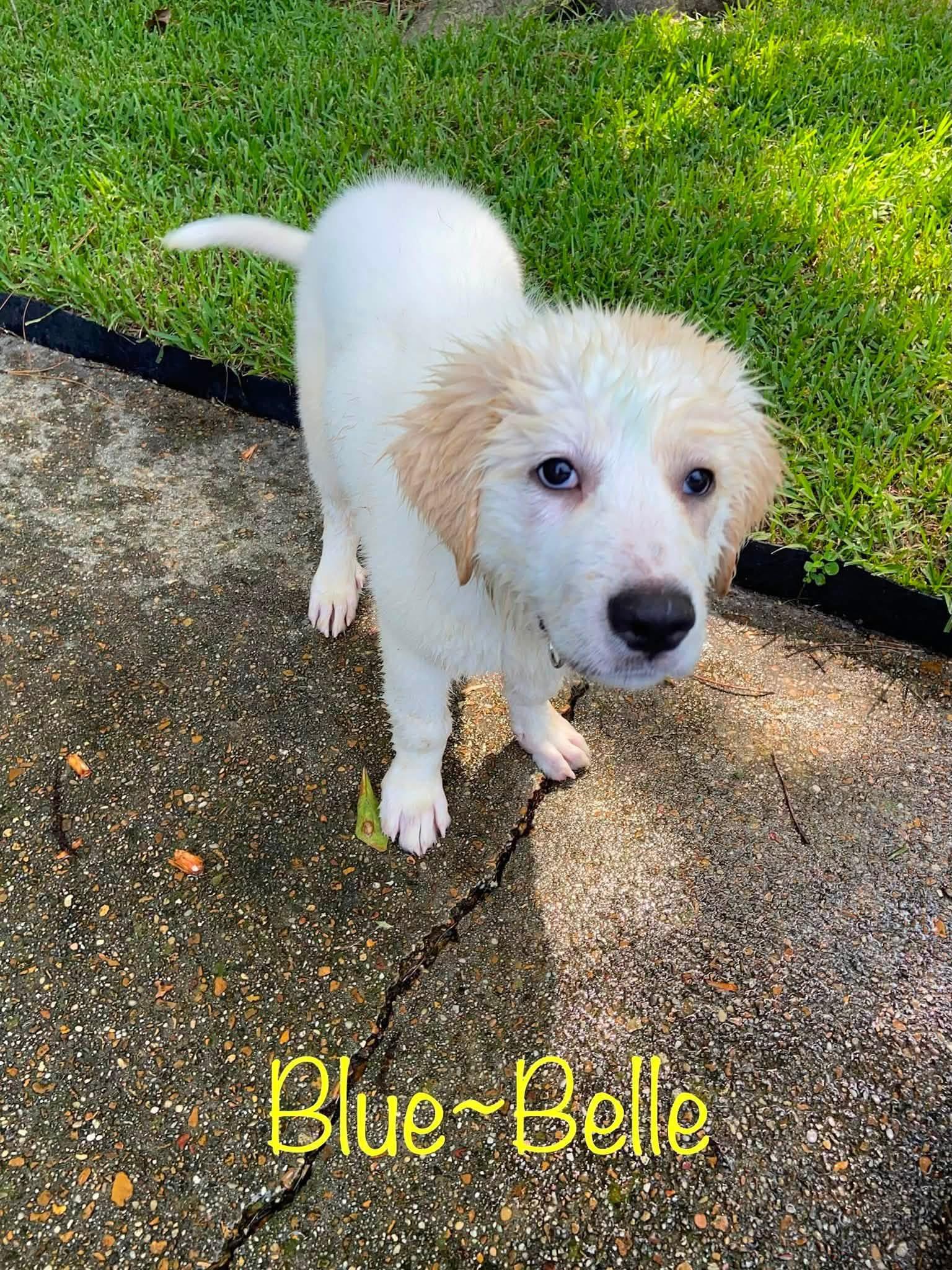 Enlarge Blue-Bell, an adoptable mixed breed in Elkton, MD image 3/4