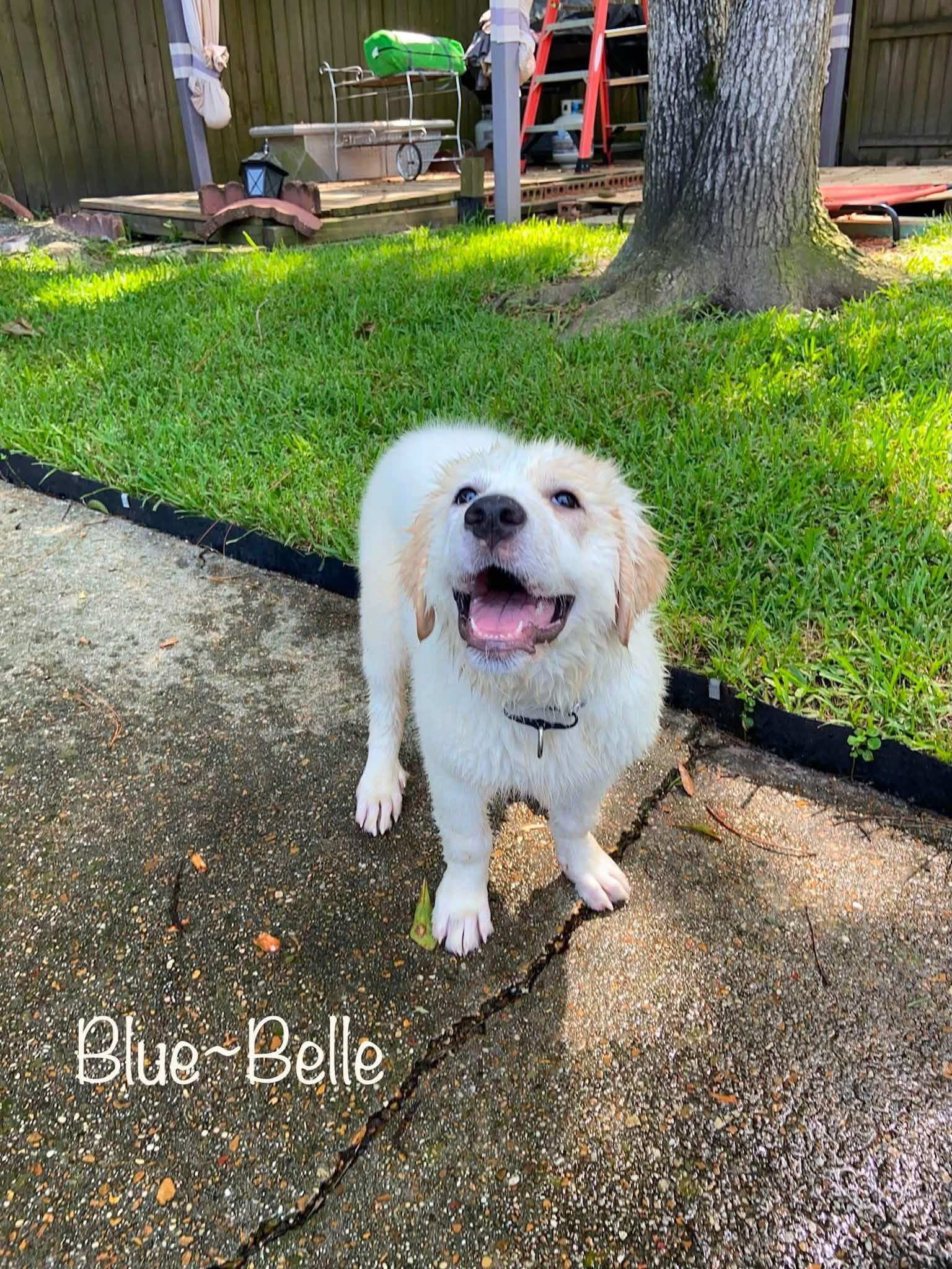 Enlarge Blue-Bell, an adoptable mixed breed in Elkton, MD image 2/4