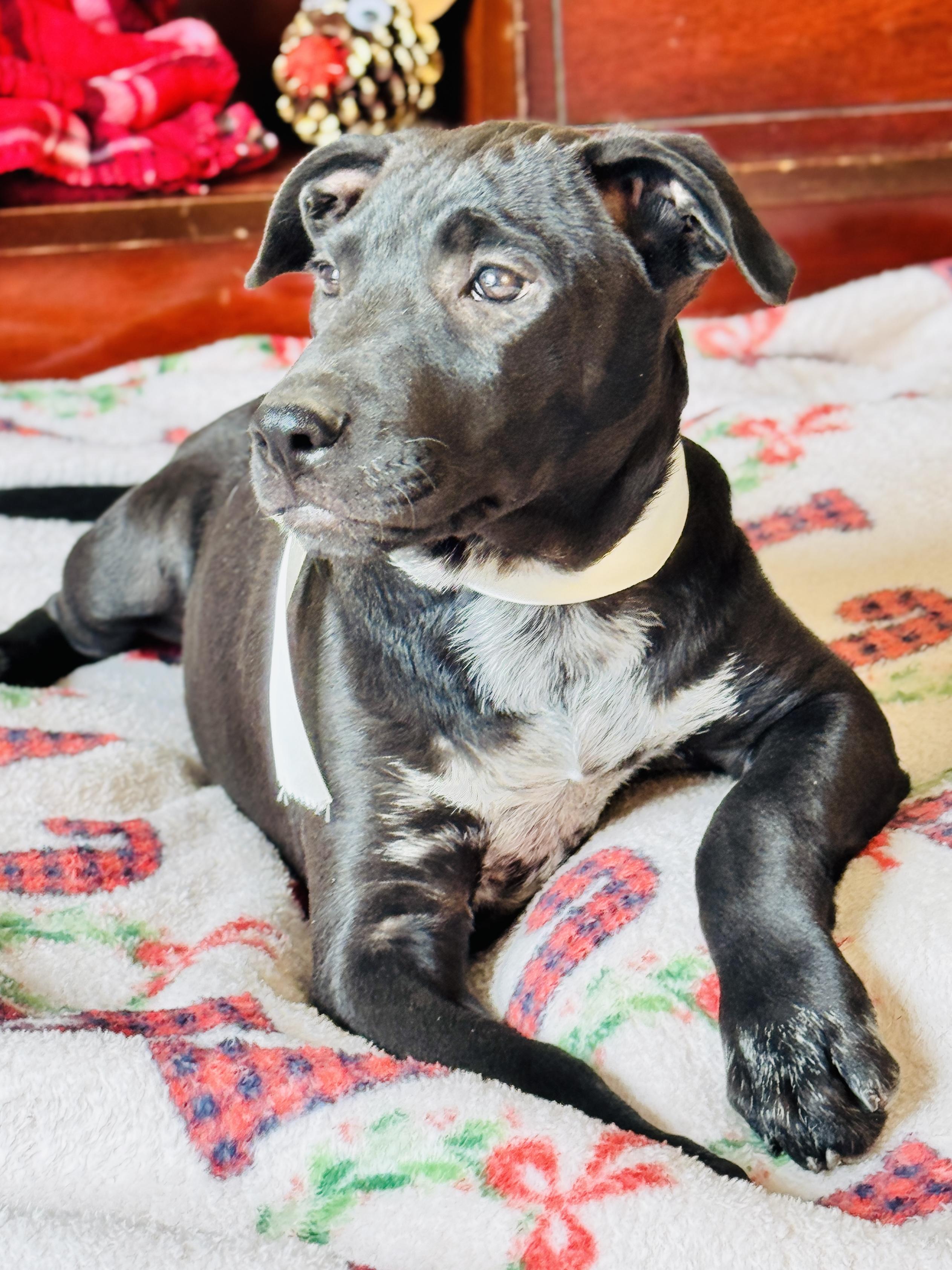 Enlarge GARLAND, a Adoptable mixed breed in Jacksonville, FL image 3/5