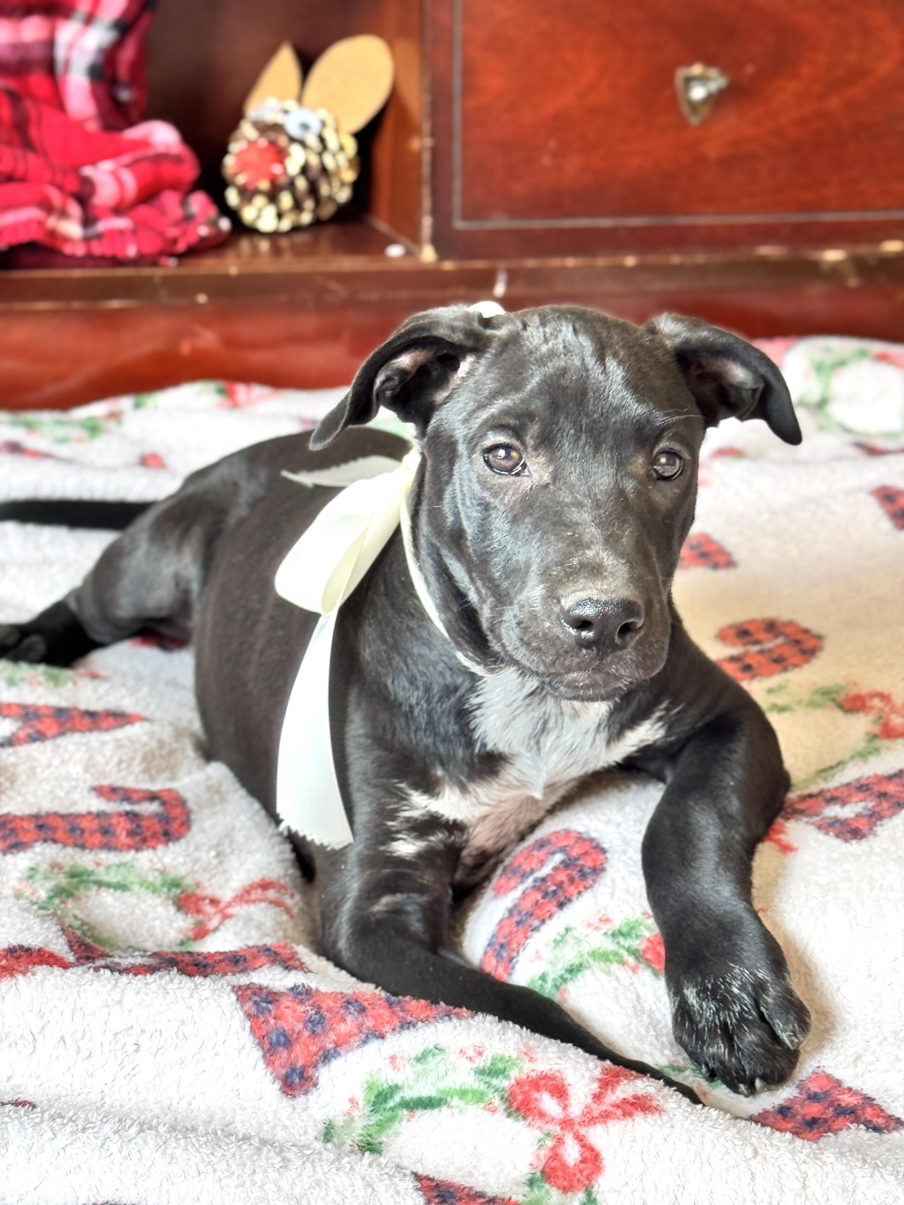 Enlarge GARLAND, a Adoptable mixed breed in Jacksonville, FL image 5/5