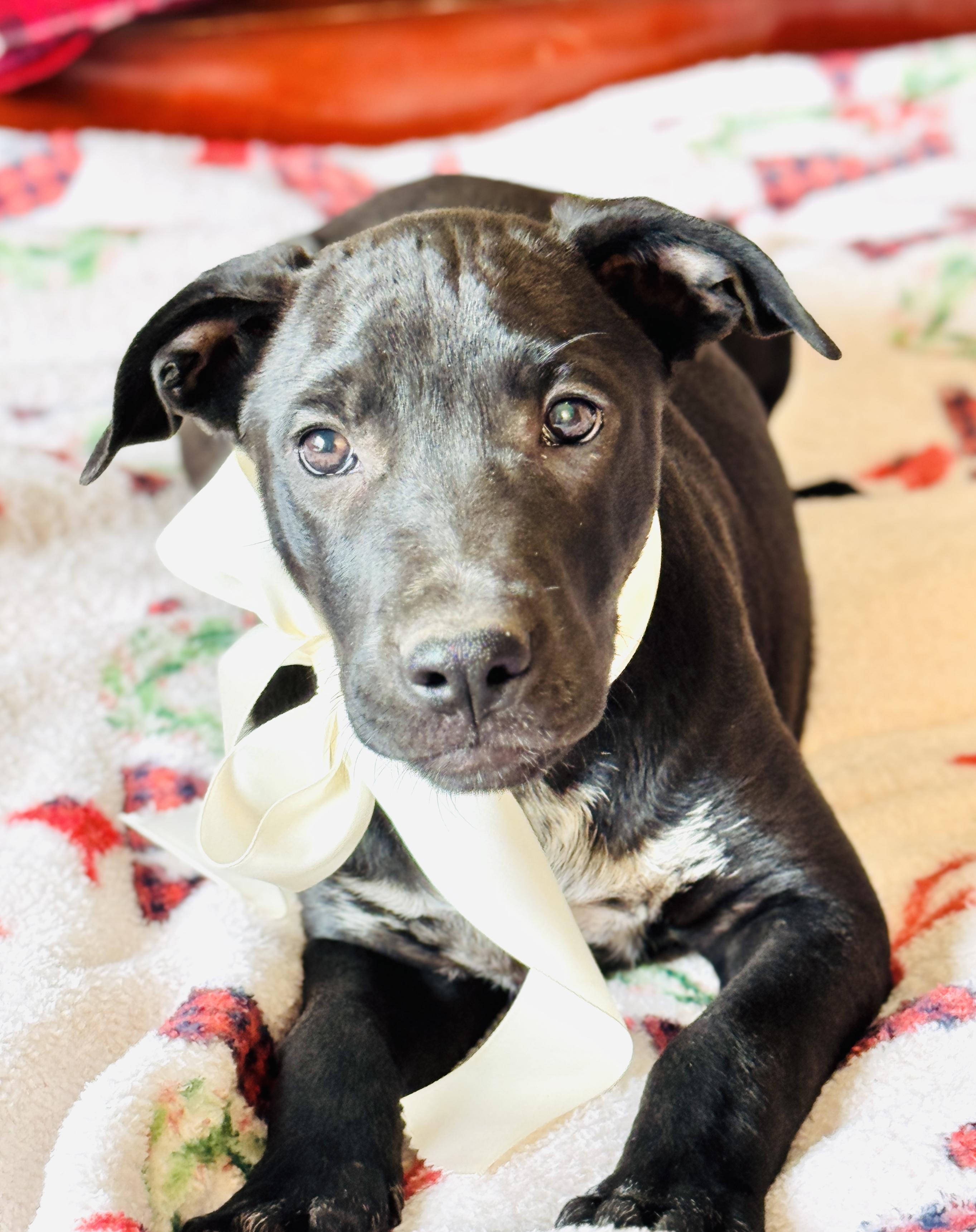 Enlarge GARLAND, a Adoptable mixed breed in Jacksonville, FL image 4/5