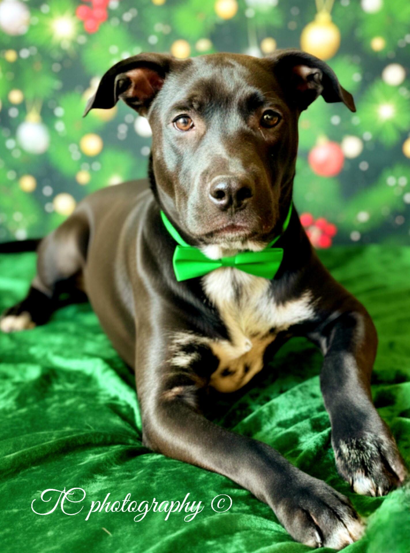 Enlarge GARLAND, a Adoptable mixed breed in Jacksonville, FL image 1/5