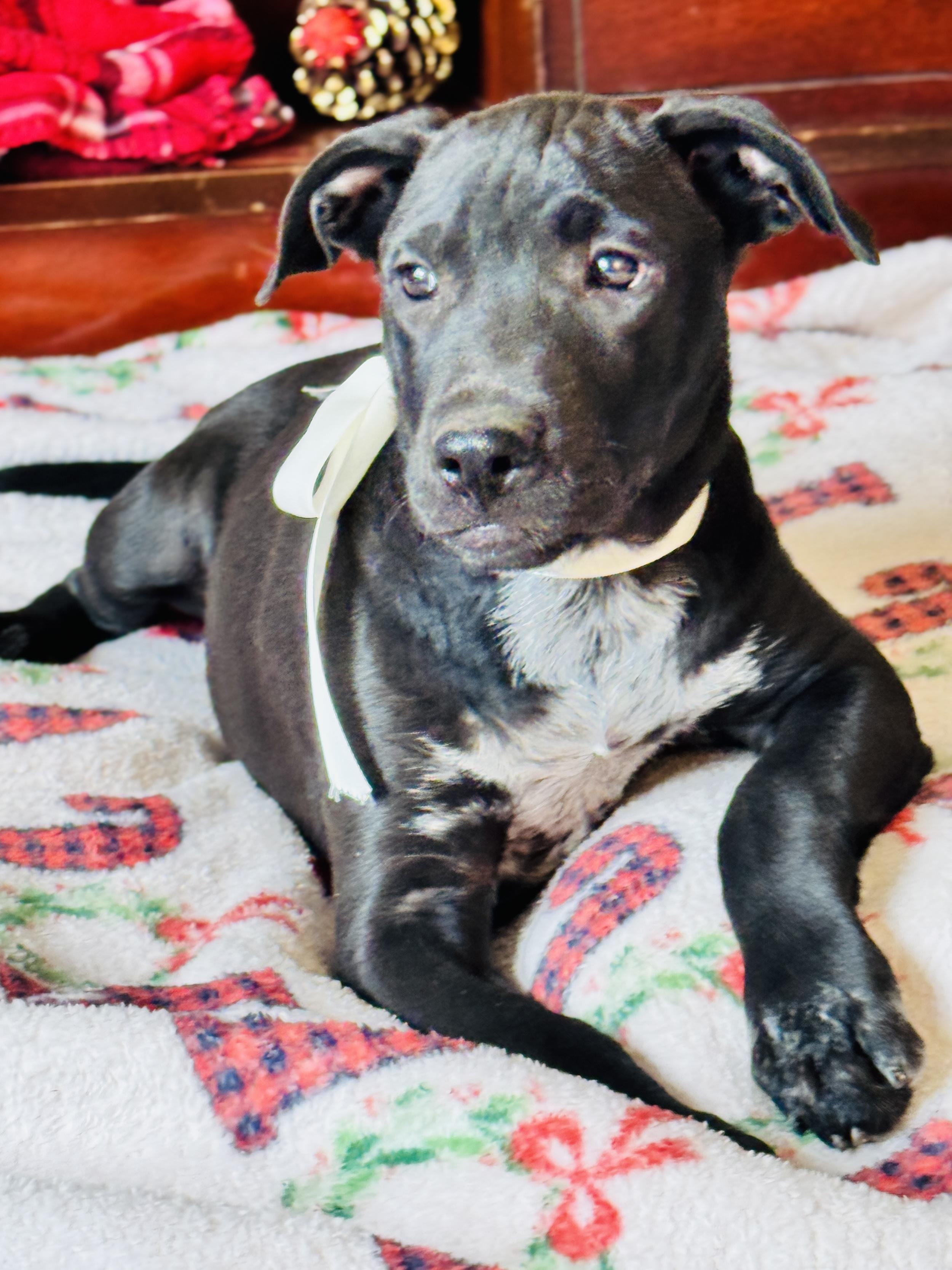 Enlarge GARLAND, a Adoptable mixed breed in Jacksonville, FL image 2/5