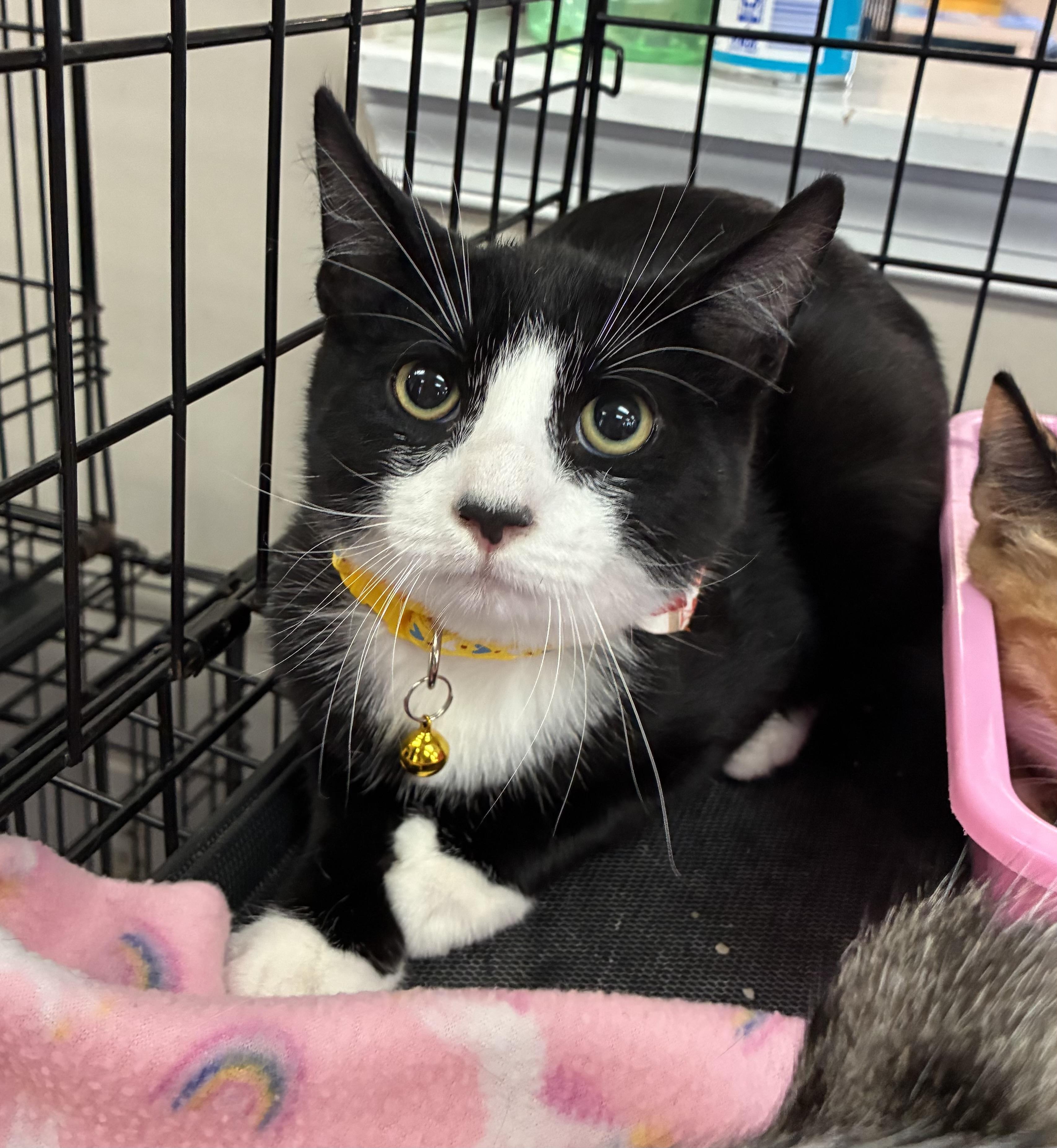 Enlarge Cooper, a Adoptable Domestic Short Hair in Breinigsville, PA image 2/3