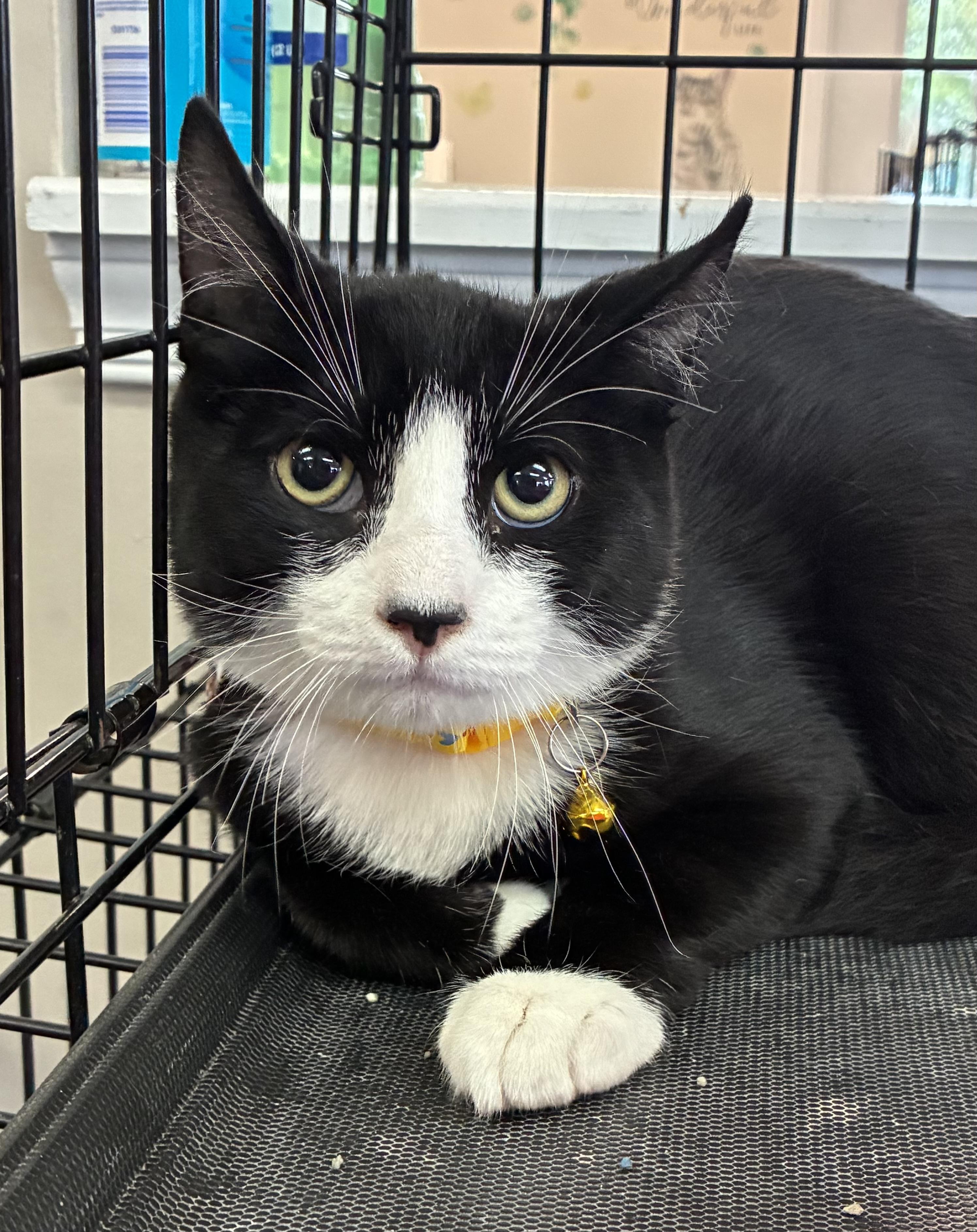 Enlarge Cooper, a Adoptable Domestic Short Hair in Breinigsville, PA image 1/3