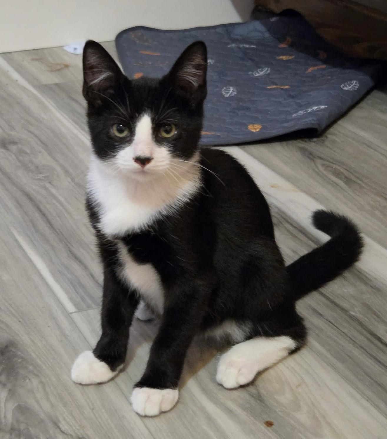 Enlarge Cooper, a Adoptable Domestic Short Hair in Breinigsville, PA image 3/3