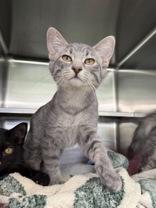 Guapo, Adopted, Young Male Domestic Short Hair.
