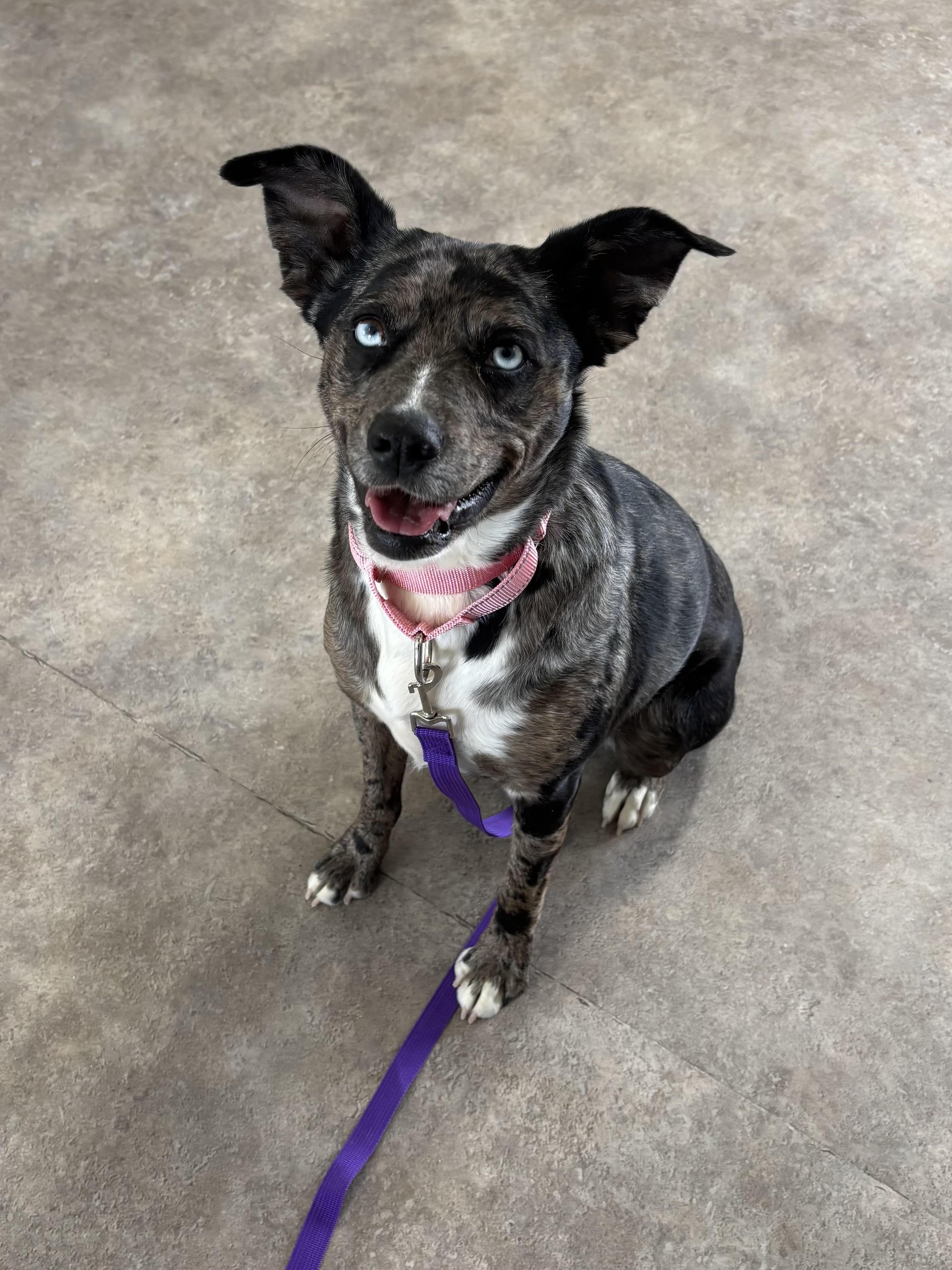 Trixie, ADOPTABLE, Adult Female Mixed Breed.