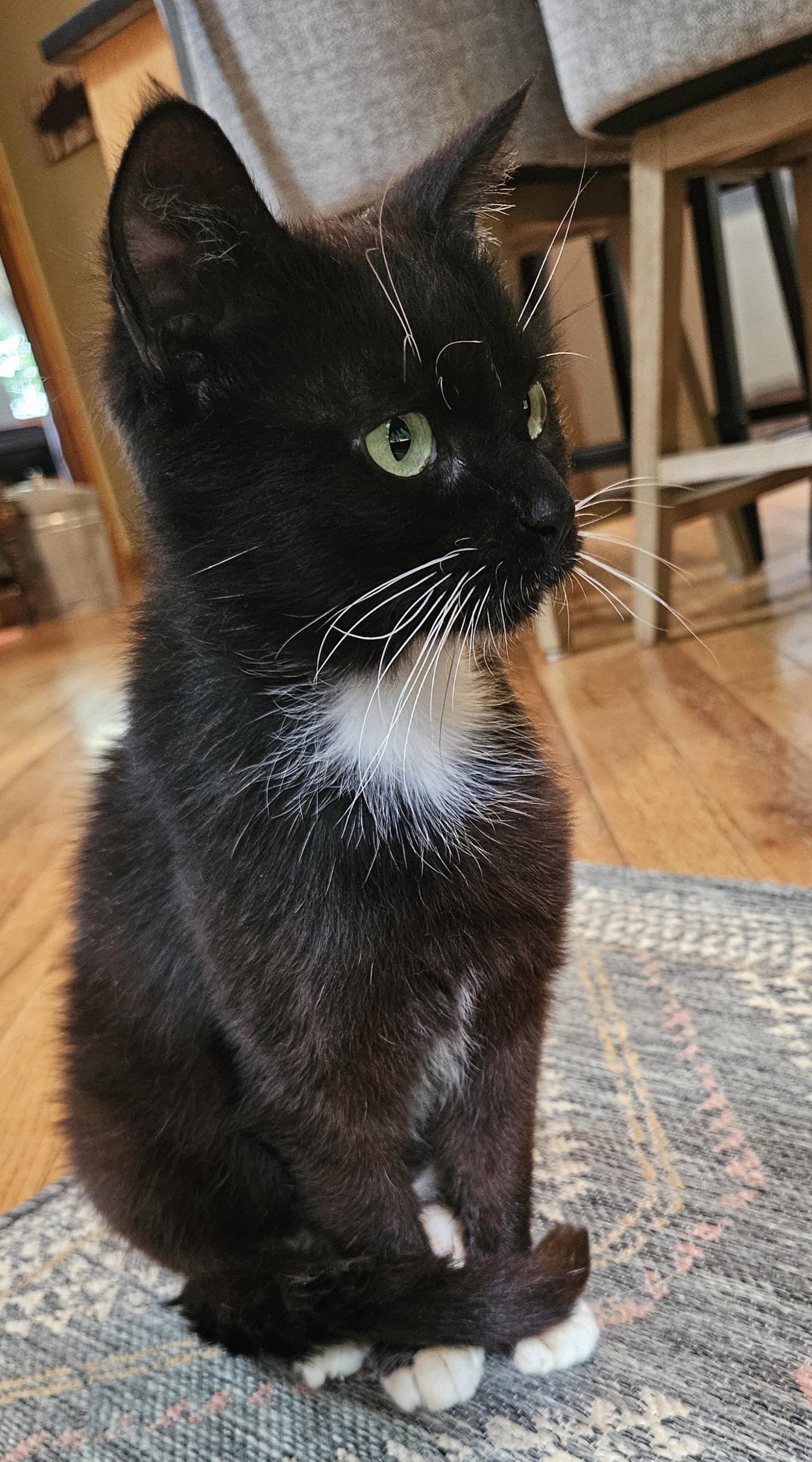 Grace, Adoptable, Young Female Domestic Medium Hair.