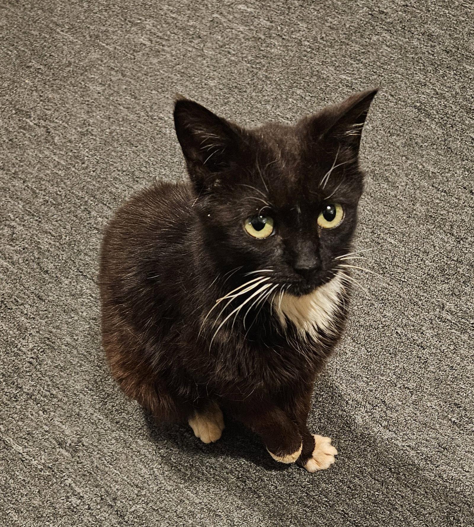 Grace, Adoptable, Young Female Domestic Medium Hair.