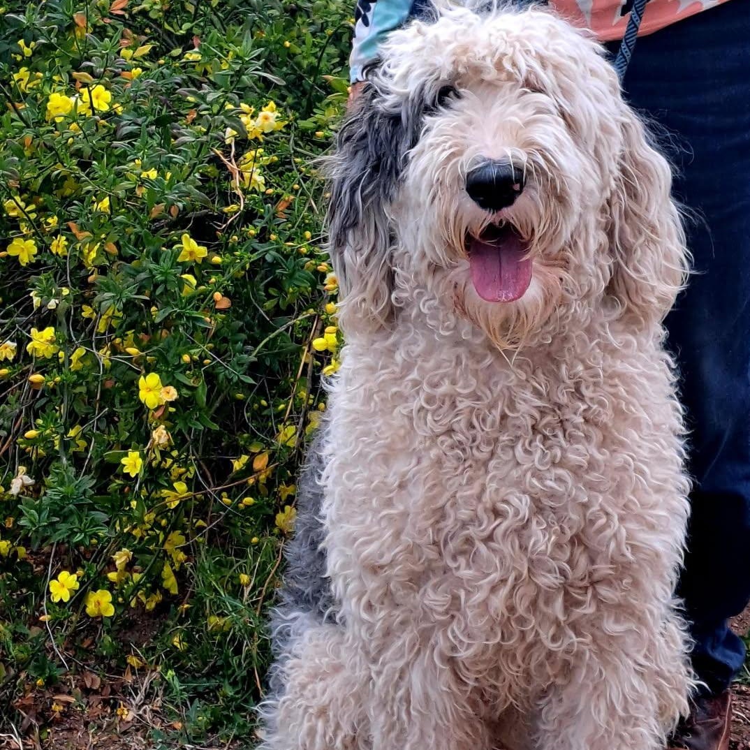 Nimbus, ADOPTABLE, Young Male Old English Sheepdog.