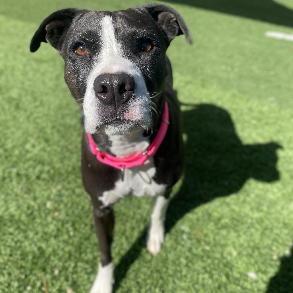 Enlarge Tootsie Roll, a Adoptable Mixed Breed in Batavia, OH image 1/5