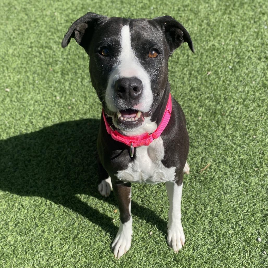 Enlarge Tootsie Roll, a Adoptable Mixed Breed in Batavia, OH image 2/5