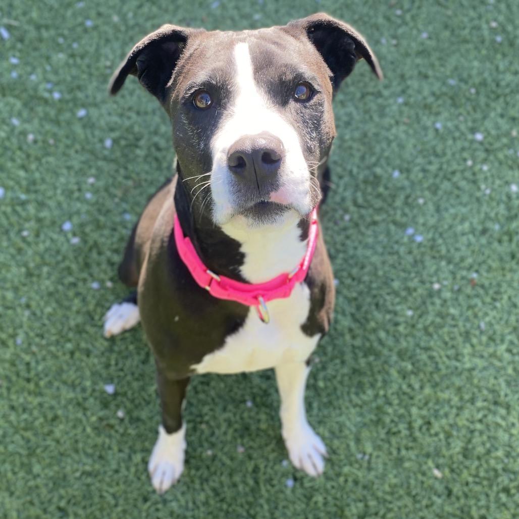 Enlarge Tootsie Roll, a Adoptable Mixed Breed in Batavia, OH image 3/5