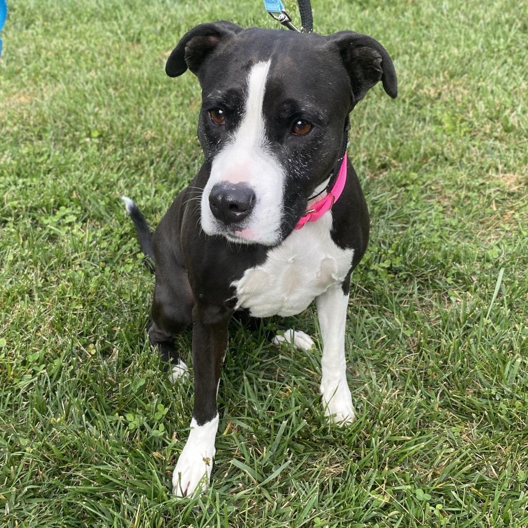 Enlarge Tootsie Roll, a Adoptable Mixed Breed in Batavia, OH image 4/5