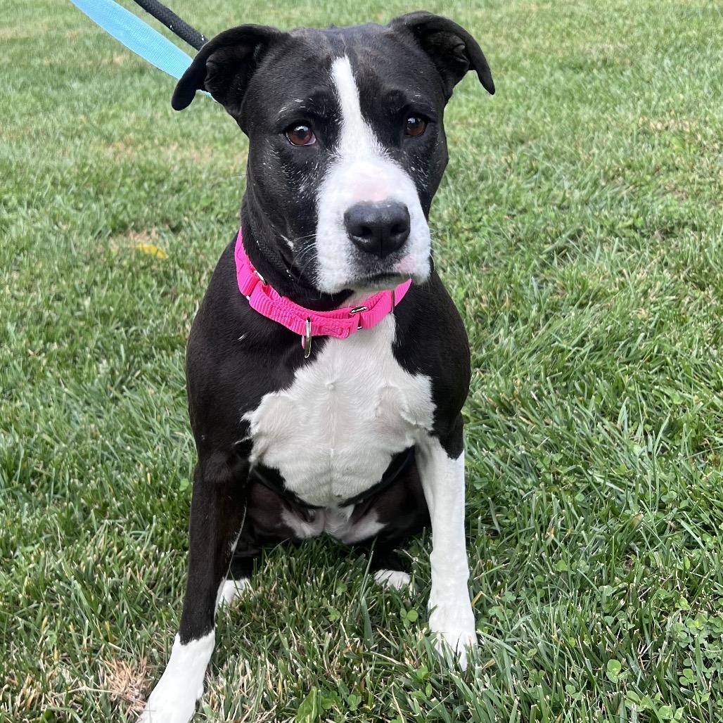 Enlarge Tootsie Roll, a Adoptable Mixed Breed in Batavia, OH image 5/5