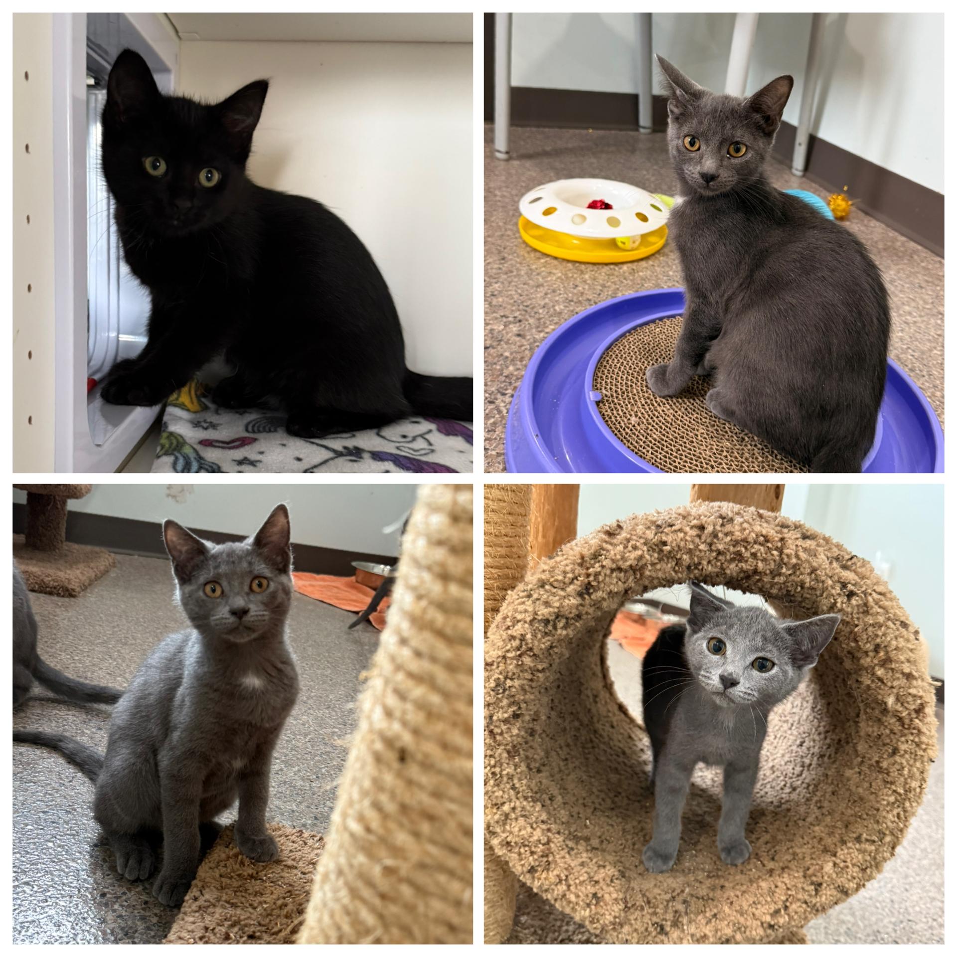 Enlarge Kittens for Adoption, a Adoptable mixed breed in Sault Sainte Marie, MI image 2/2