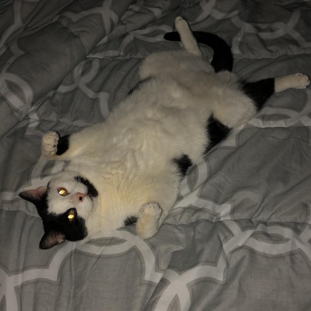 Enlarge Mako, a Adoptable Domestic Short Hair in Manchester, CT image 1/6