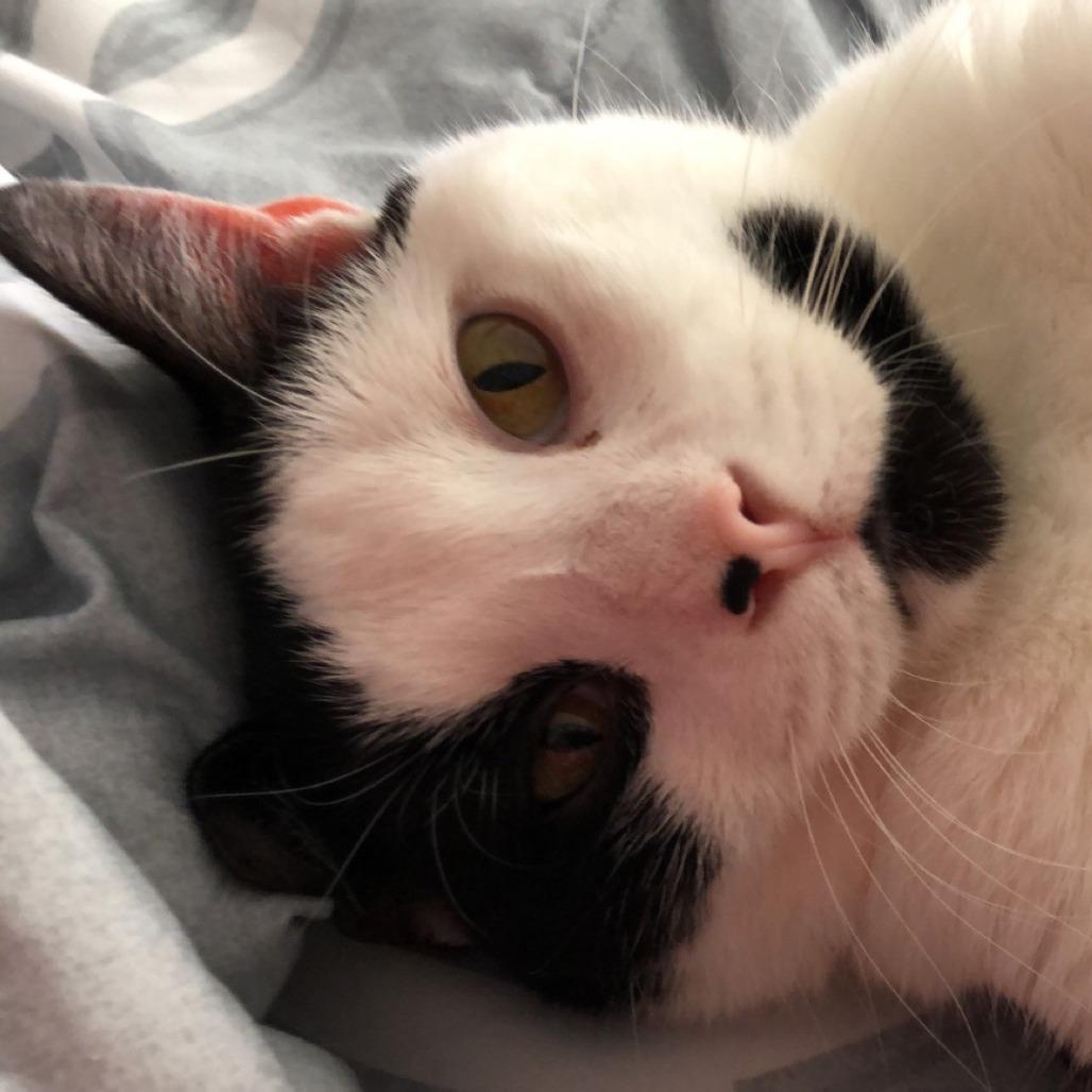 Enlarge Mako, a Adoptable Domestic Short Hair in Manchester, CT image 2/6