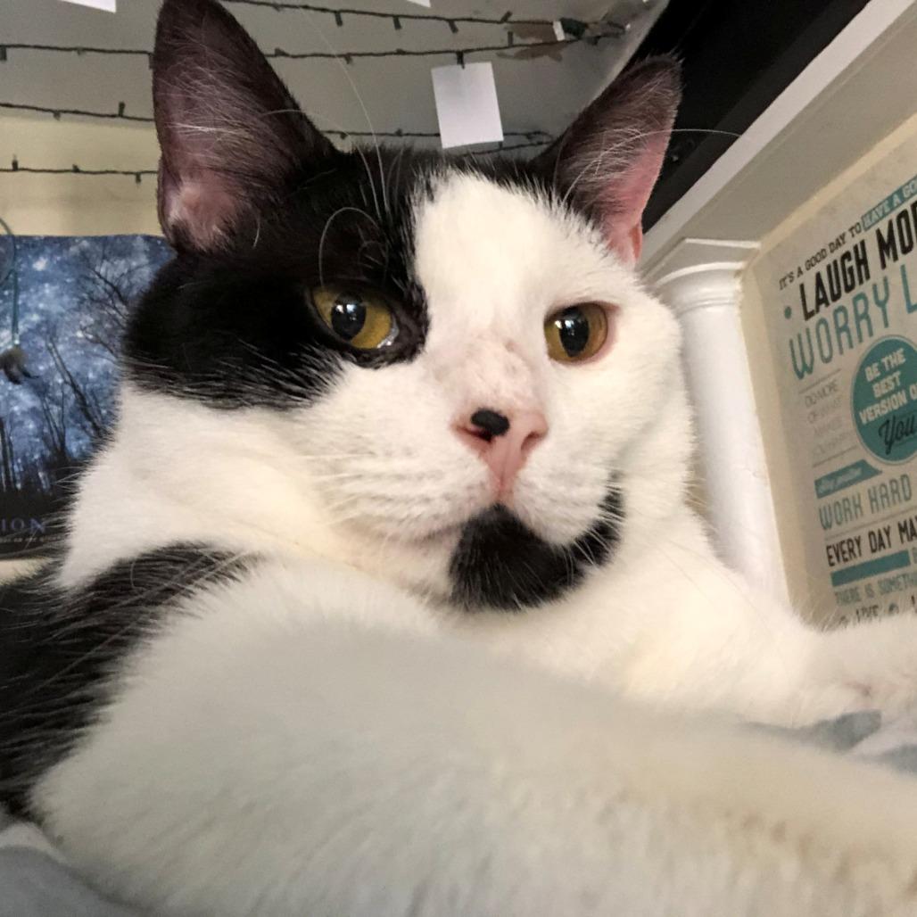 Enlarge Mako, a Adoptable Domestic Short Hair in Manchester, CT image 4/6