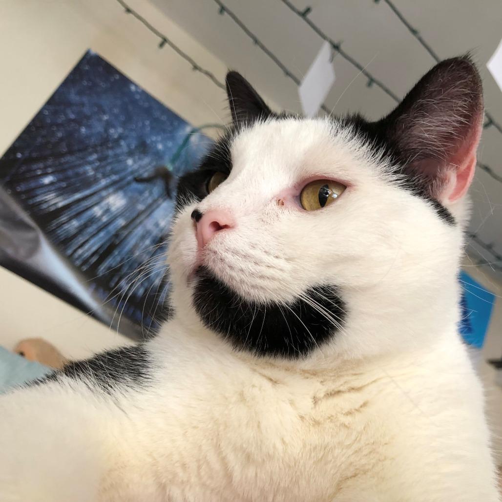 Enlarge Mako, a Adoptable Domestic Short Hair in Manchester, CT image 6/6